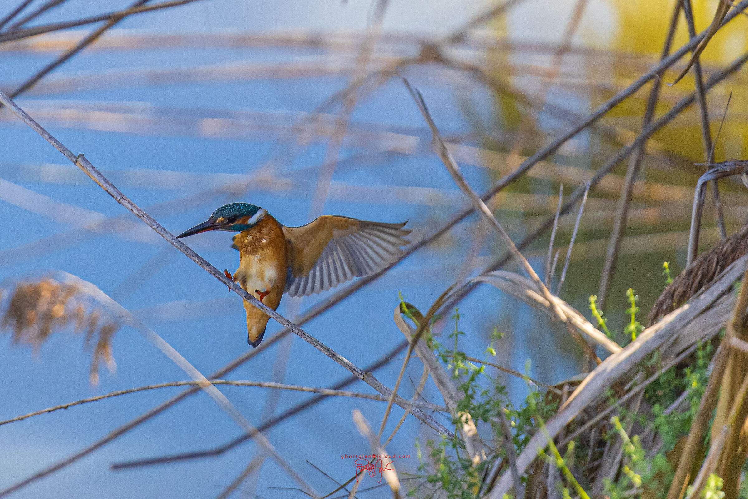 The arrival of the Kingfisher