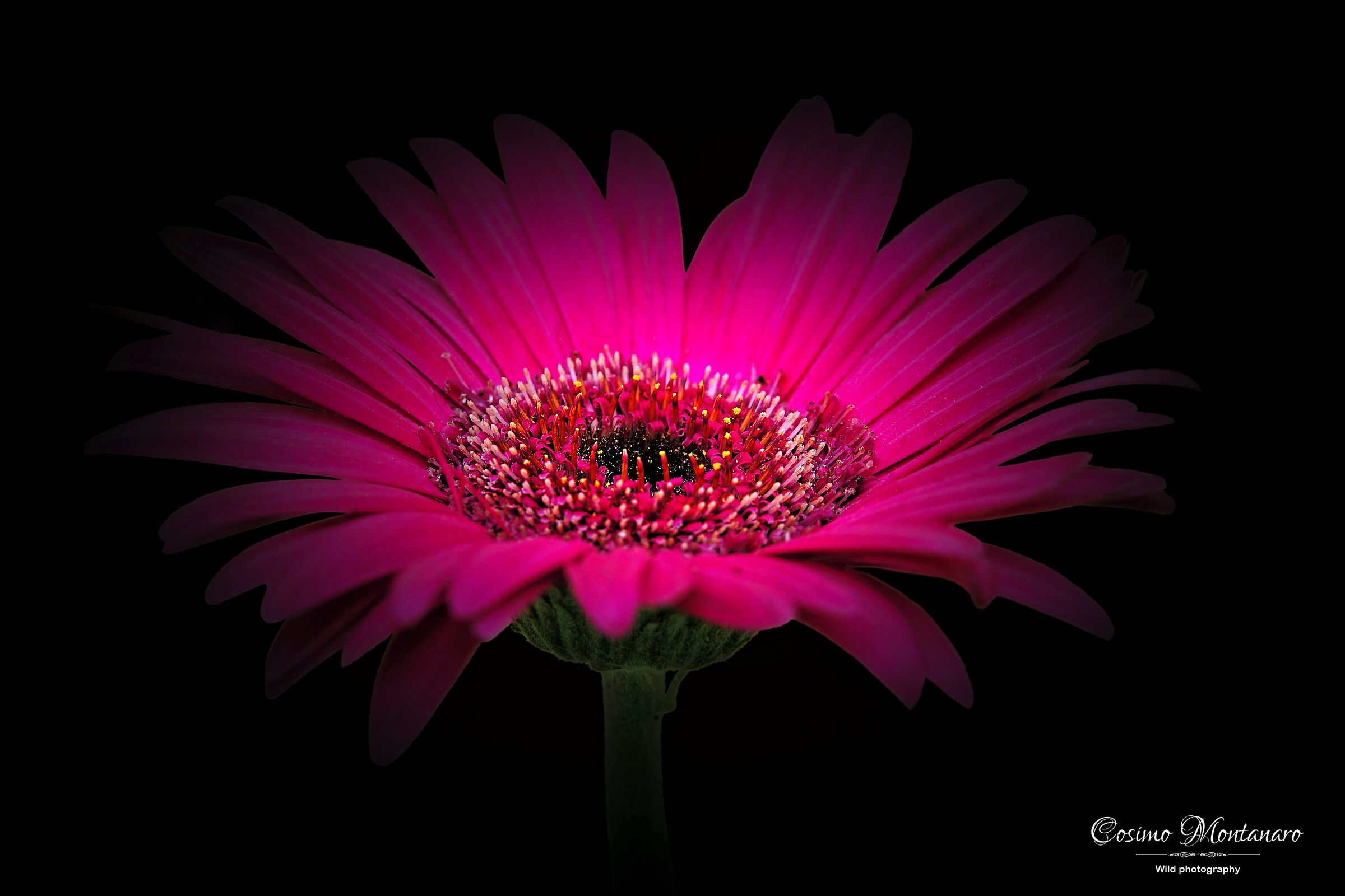 Gerbera