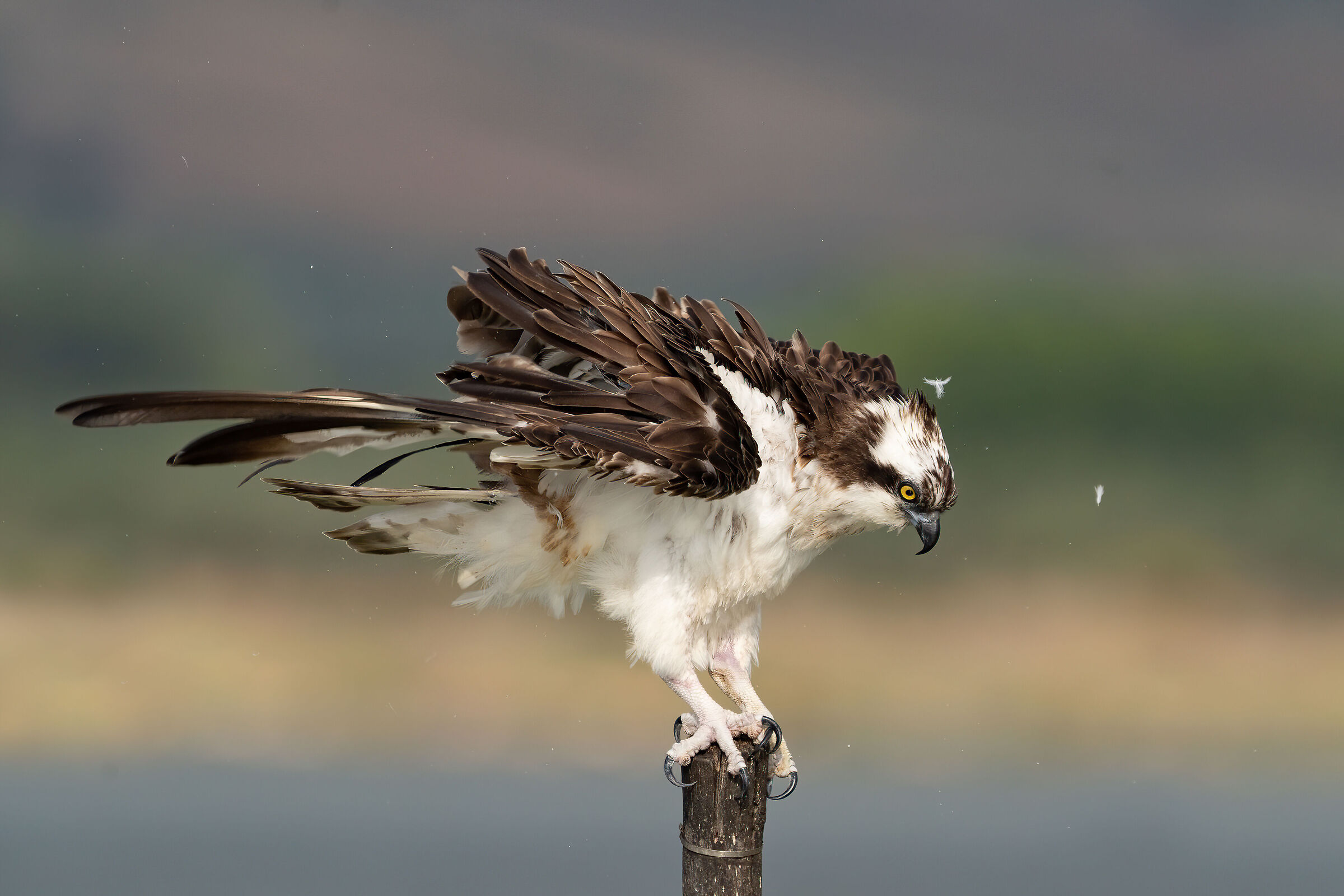 Falco pescatore - high speed