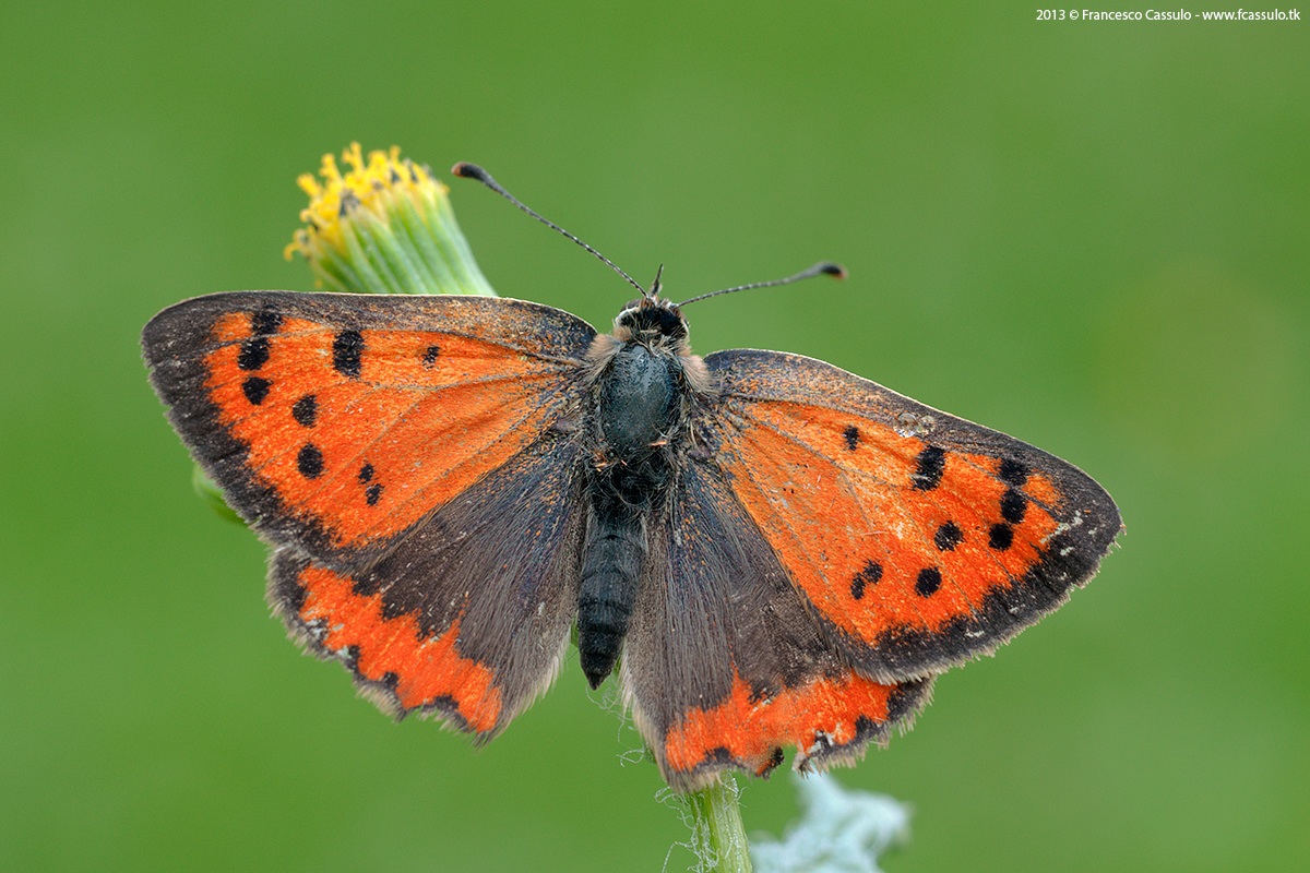 Copper Butterfly (Linnaeus, 1761)