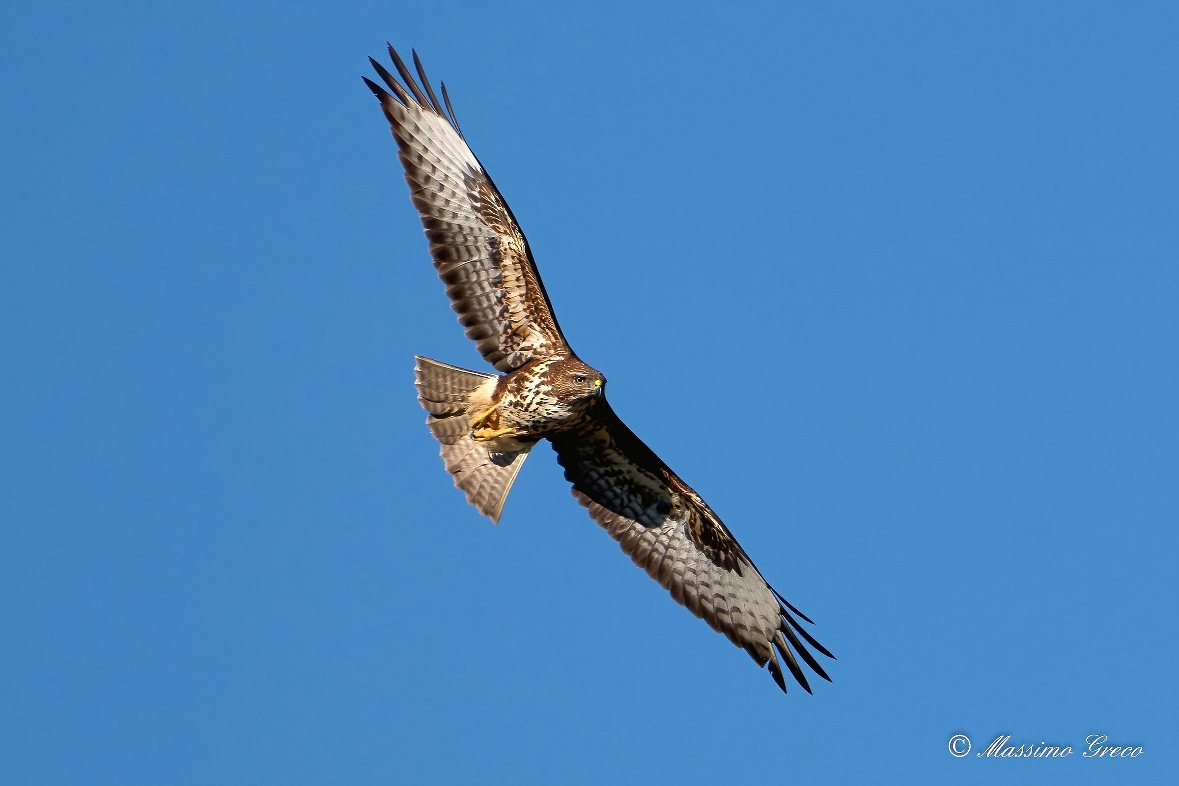 Buzzard (Buteo buteo)