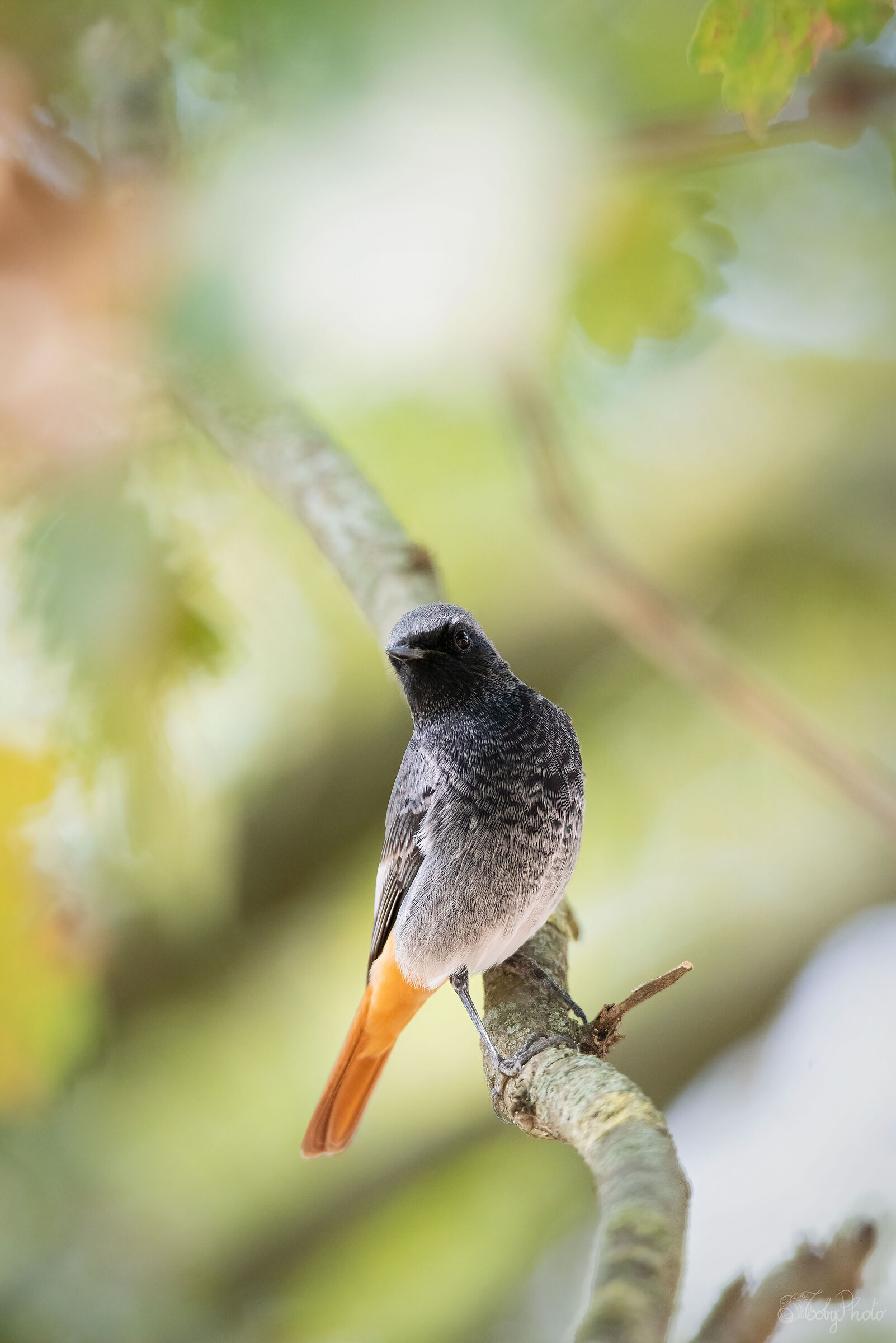 Redstart