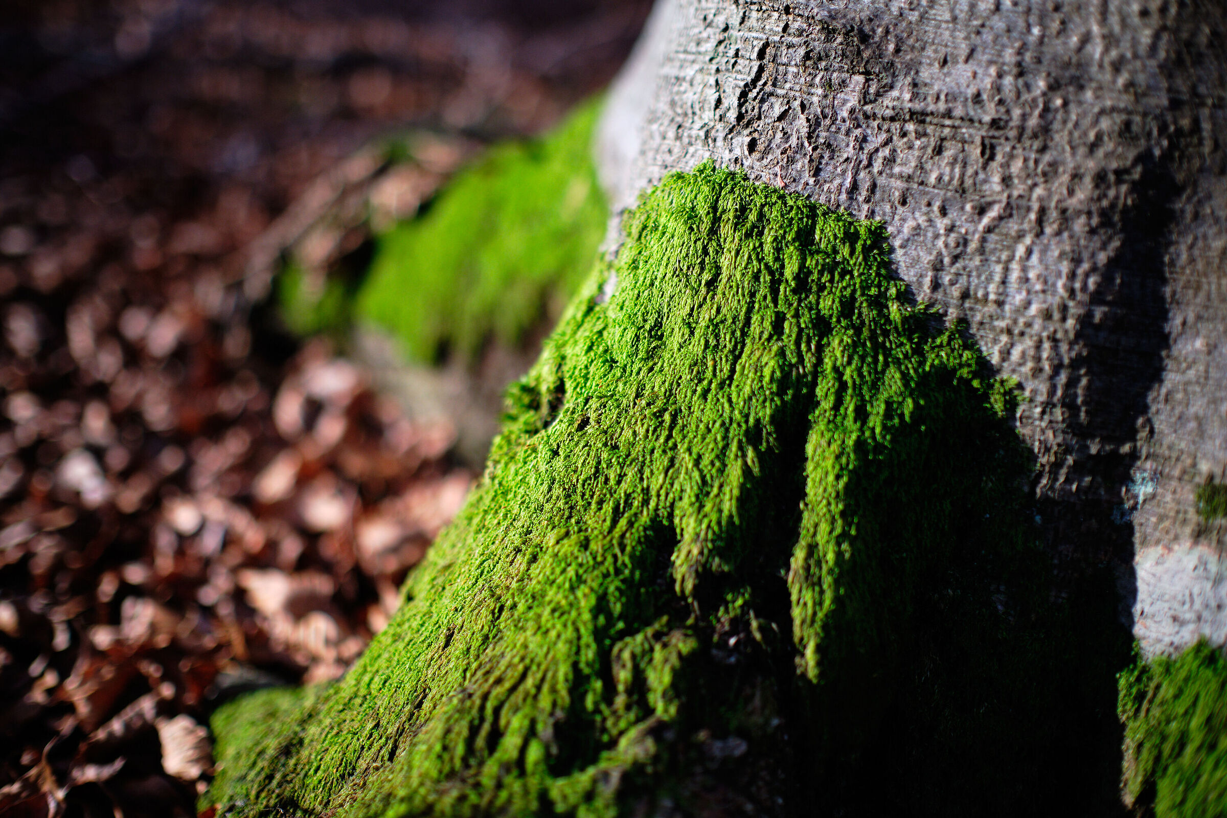 The wonders of the forest...