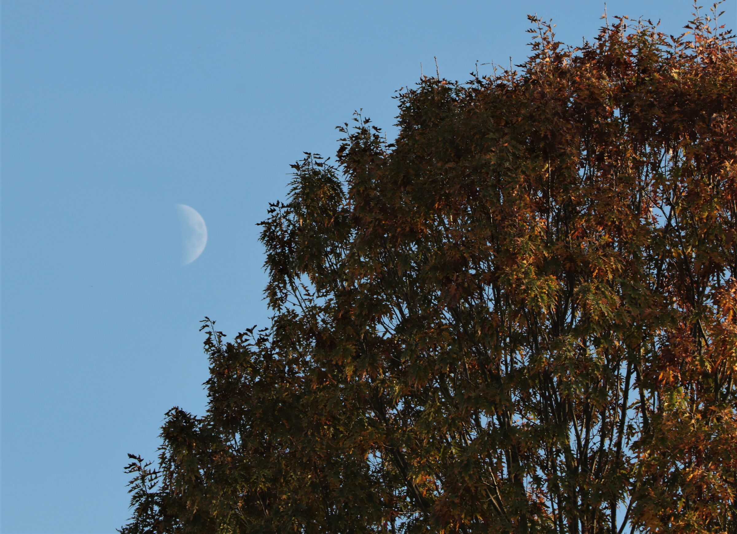 "And the moon knocked on the doors of autumn"
