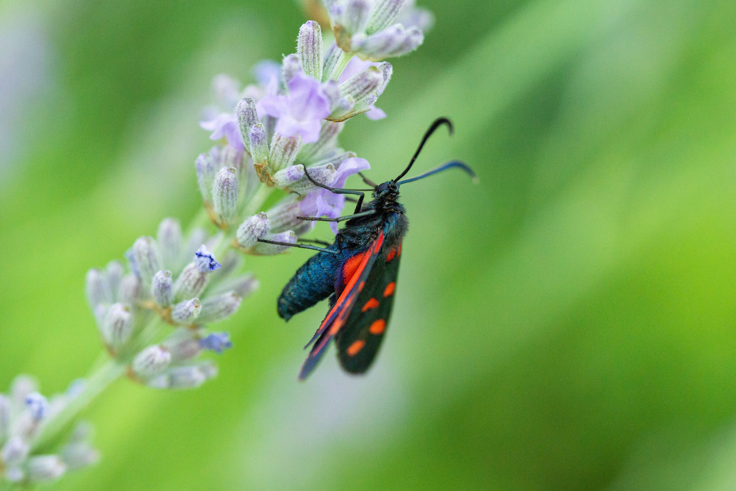 Zygaena Ephialtes