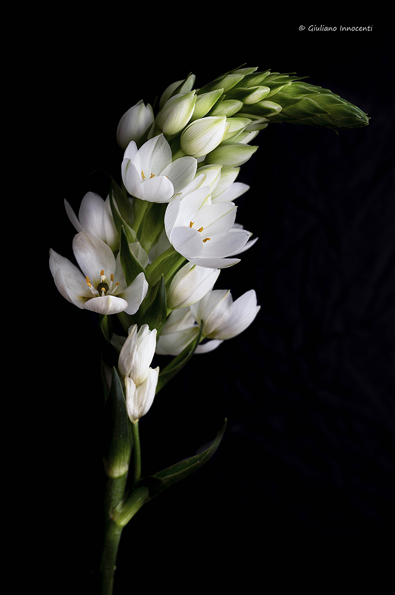 The Star of Bethlehem