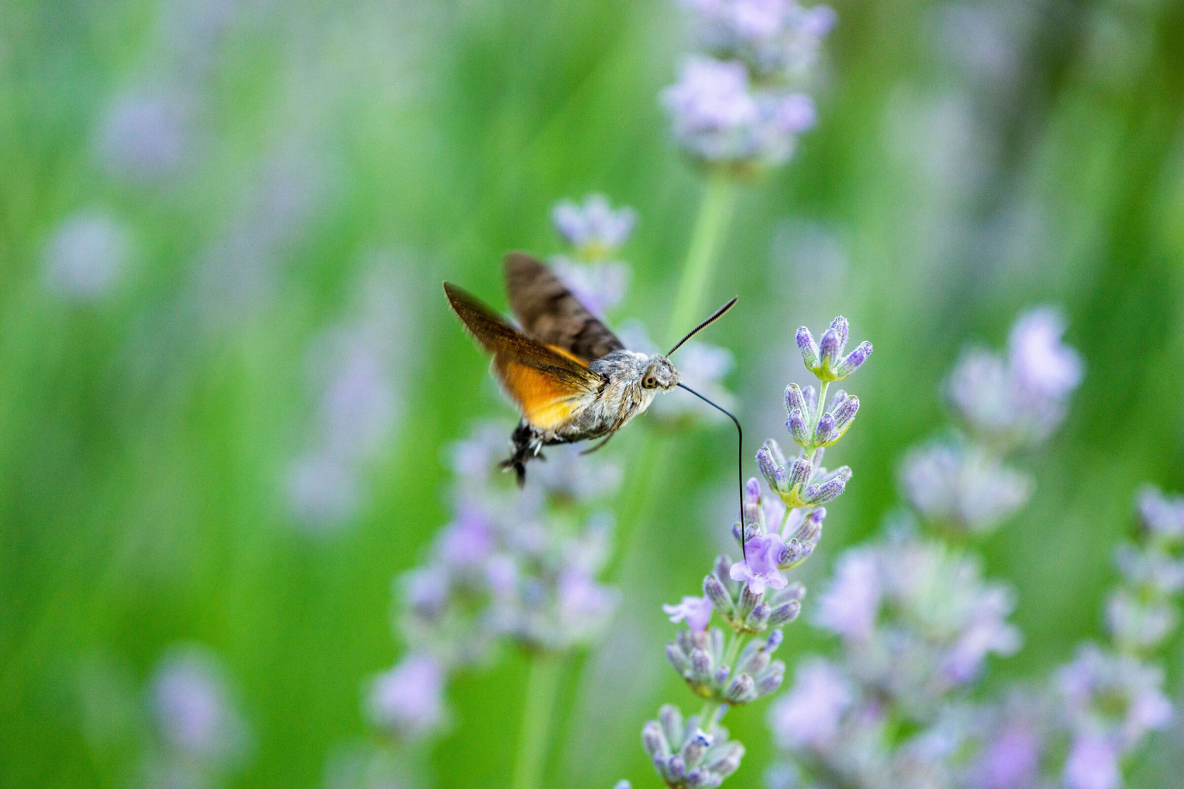 Macroglossum Stellatarum