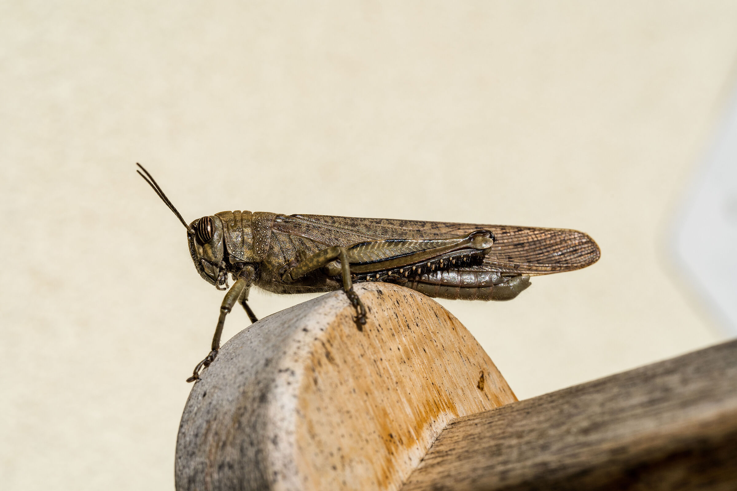 Anacridium Aegyptium