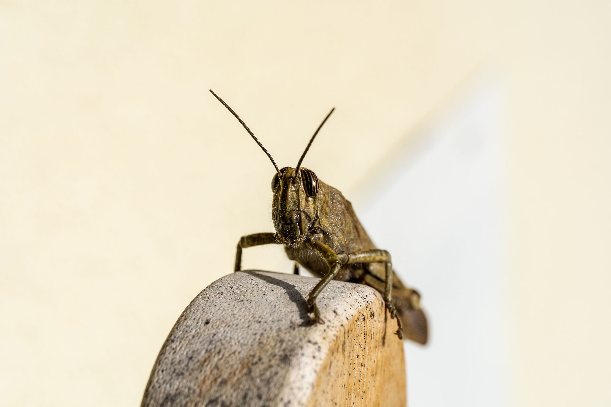 Anacridium Aegyptium