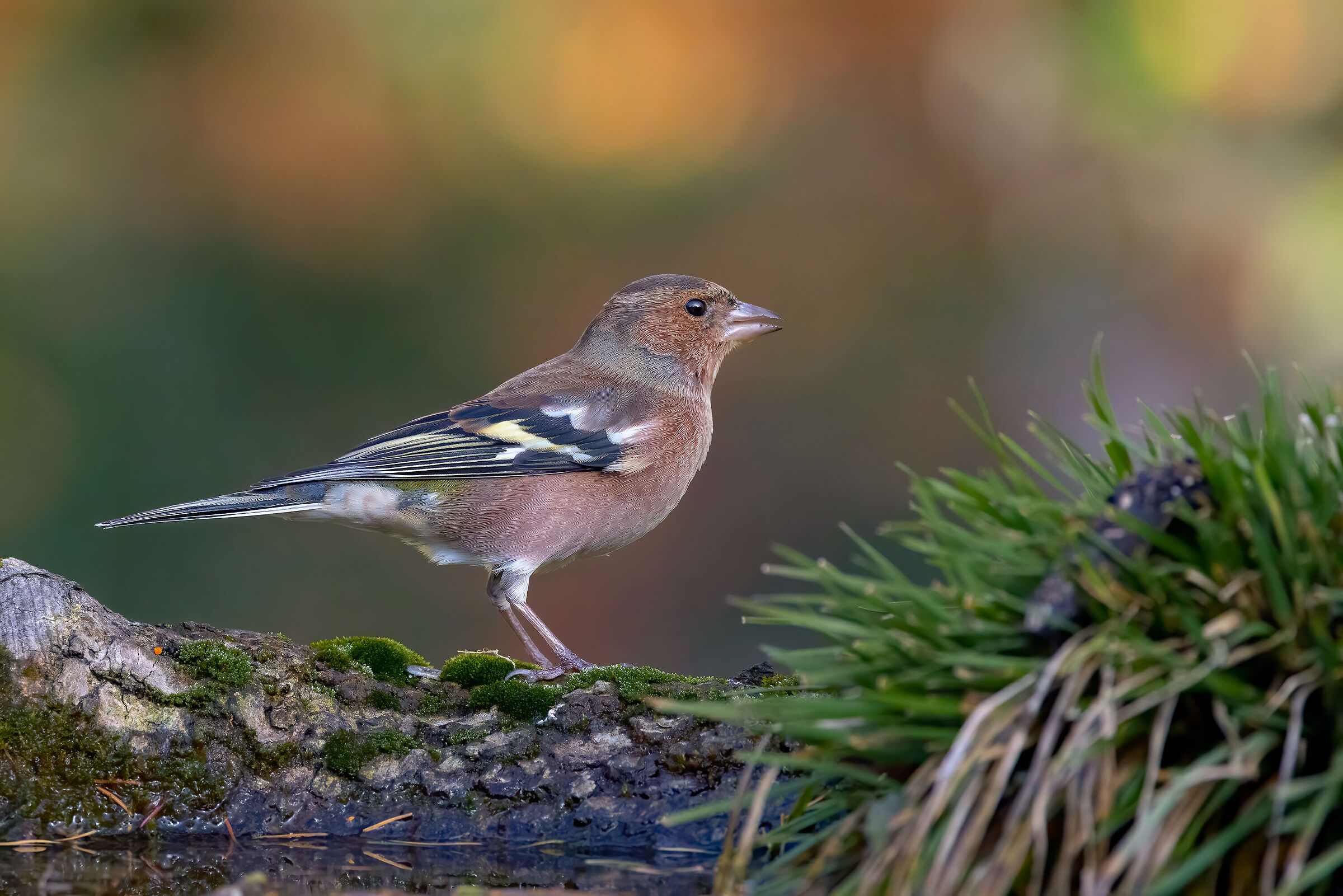 Fringuello &male; (Fringilla coelebs)