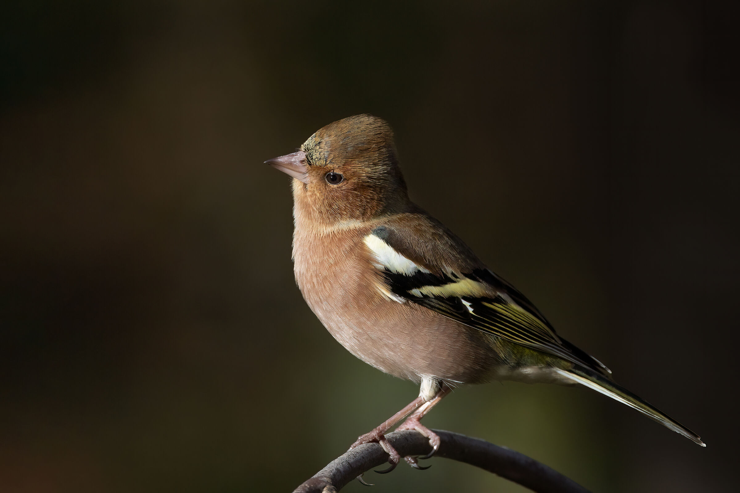 Fringuello &male; (Fringilla coelebs) alle ultime luci