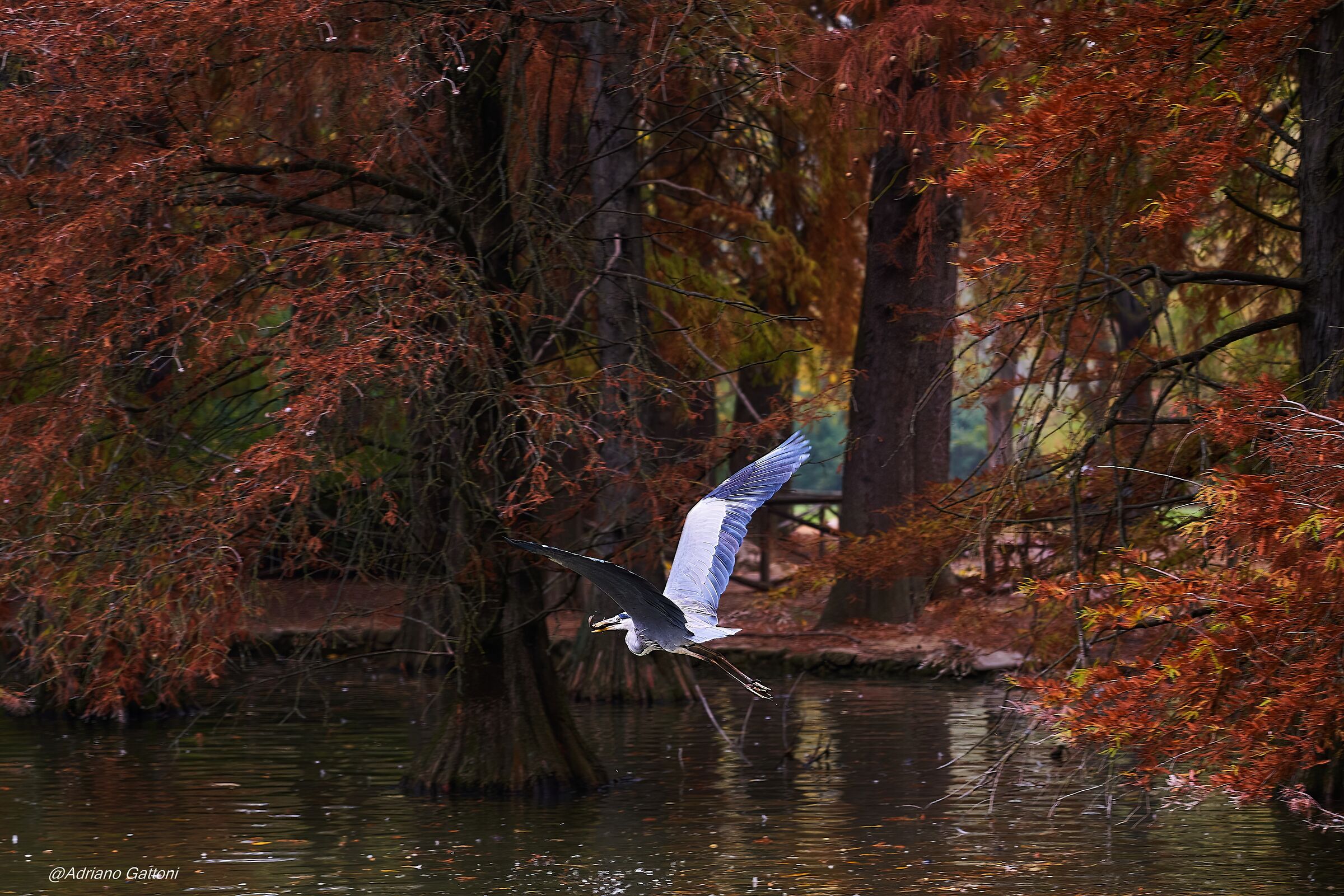 Airone cenerino in volo con preda