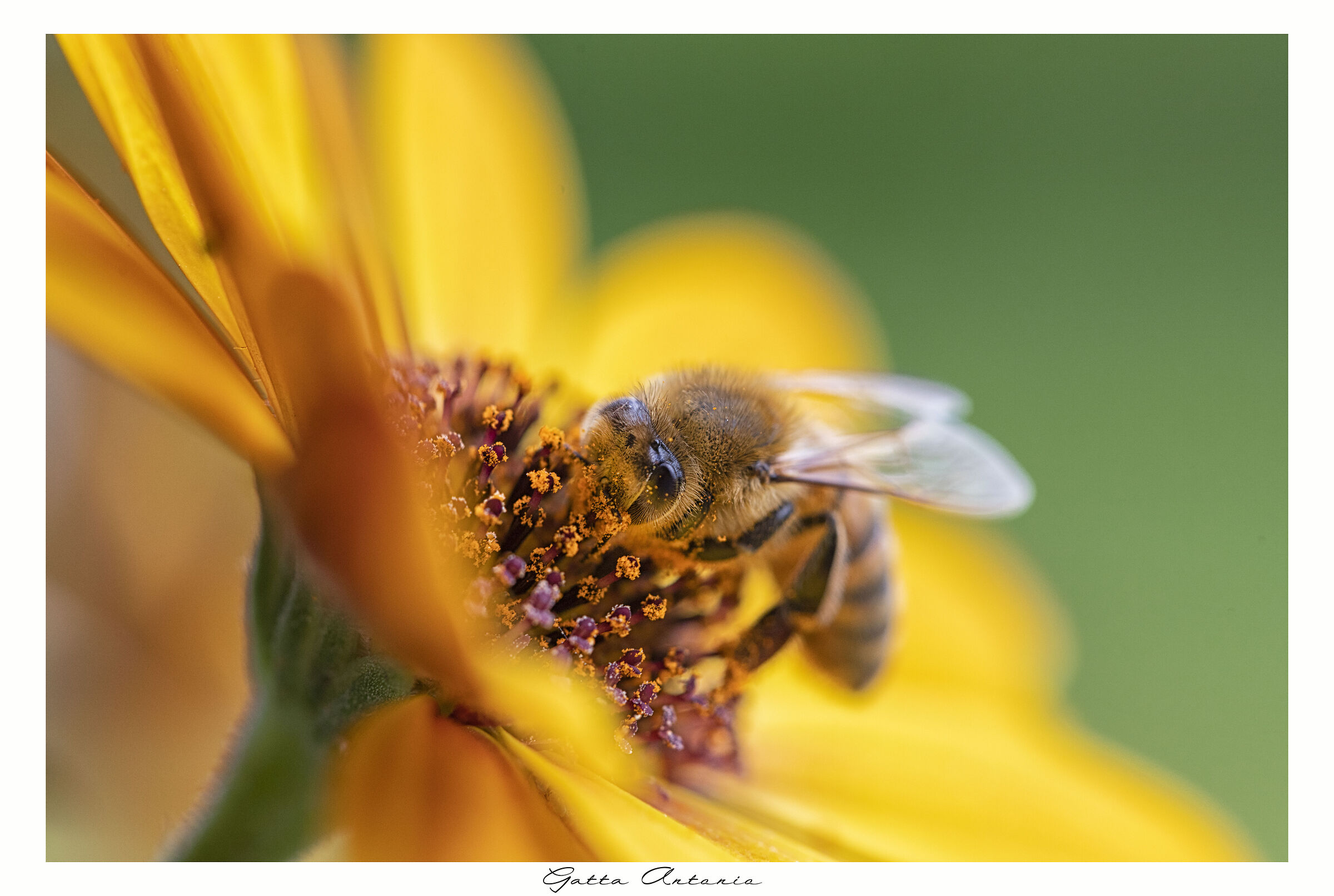 Bee.. ritivo !