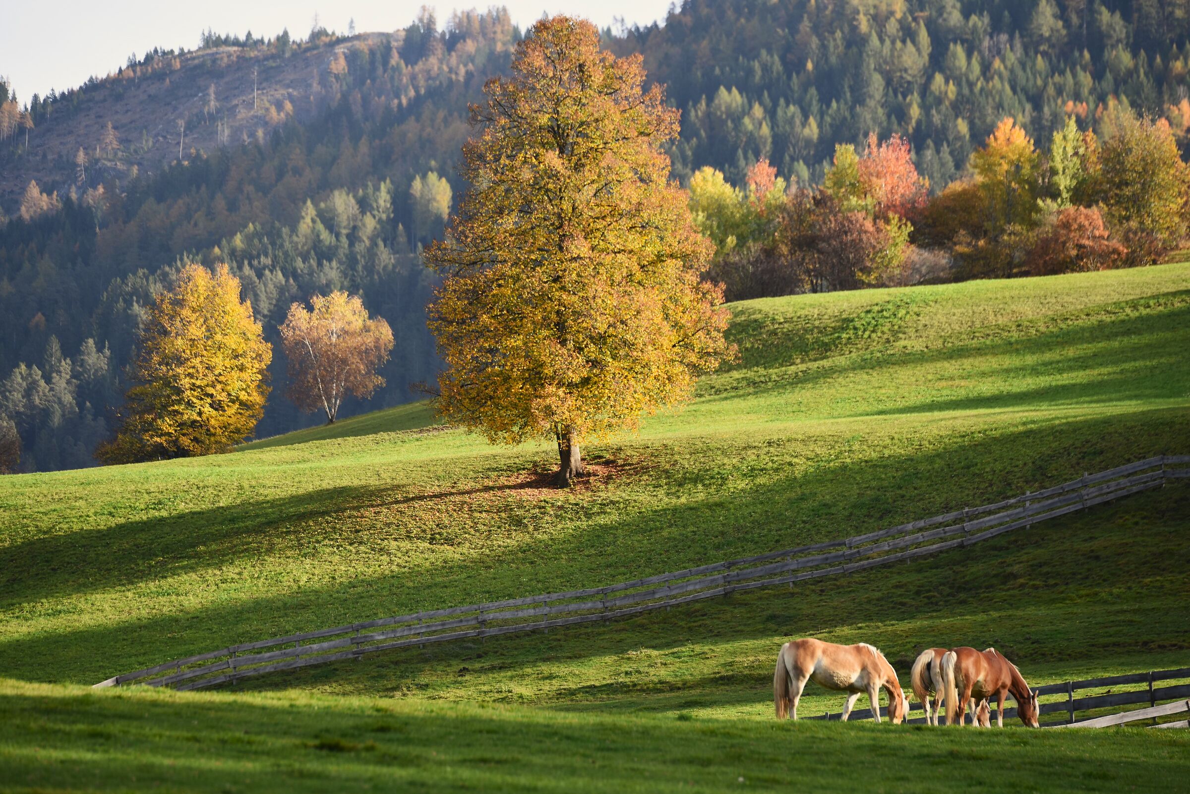 idillio autunnale a Presule