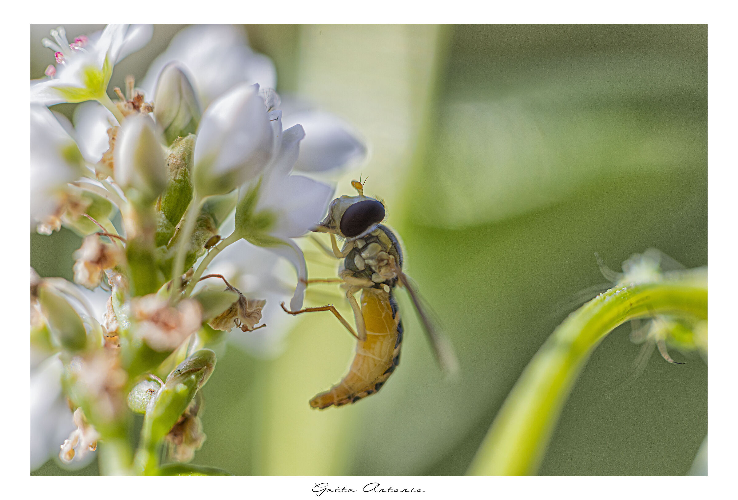A fly like a bee|