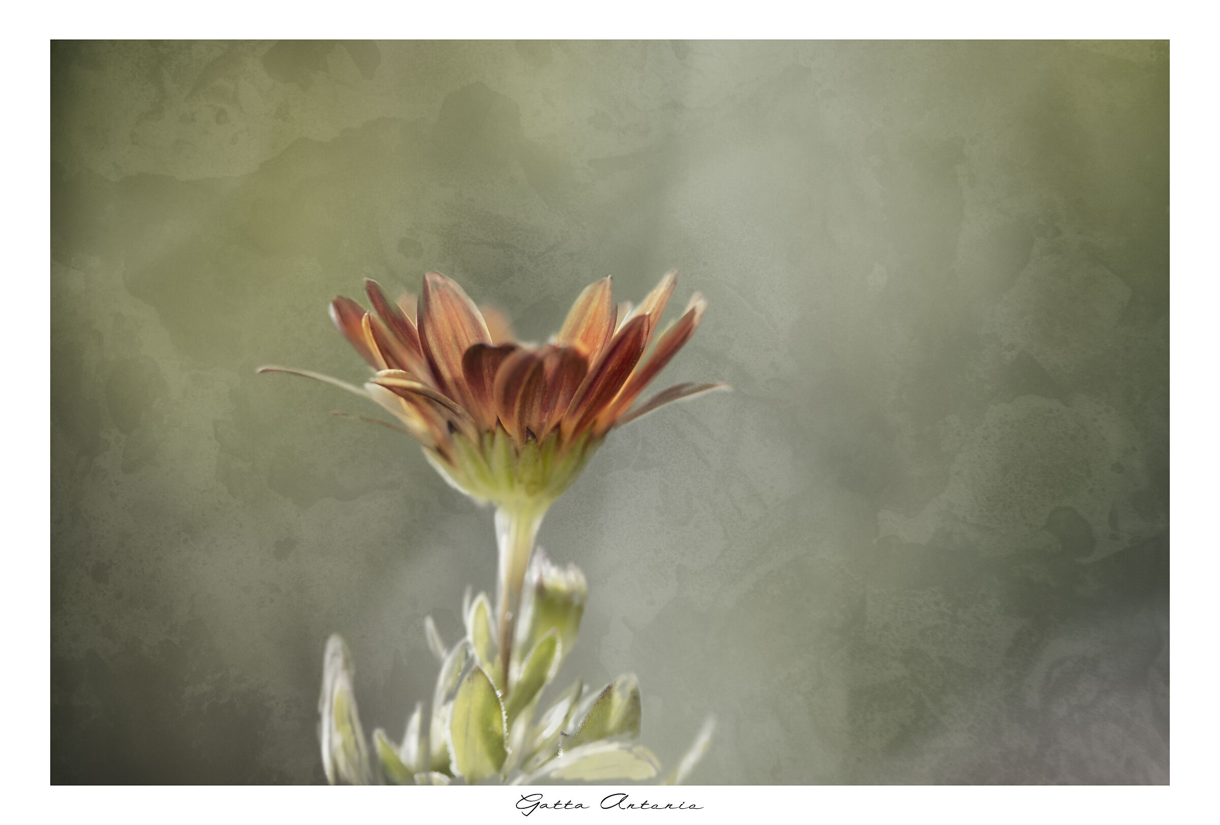 Daisy!