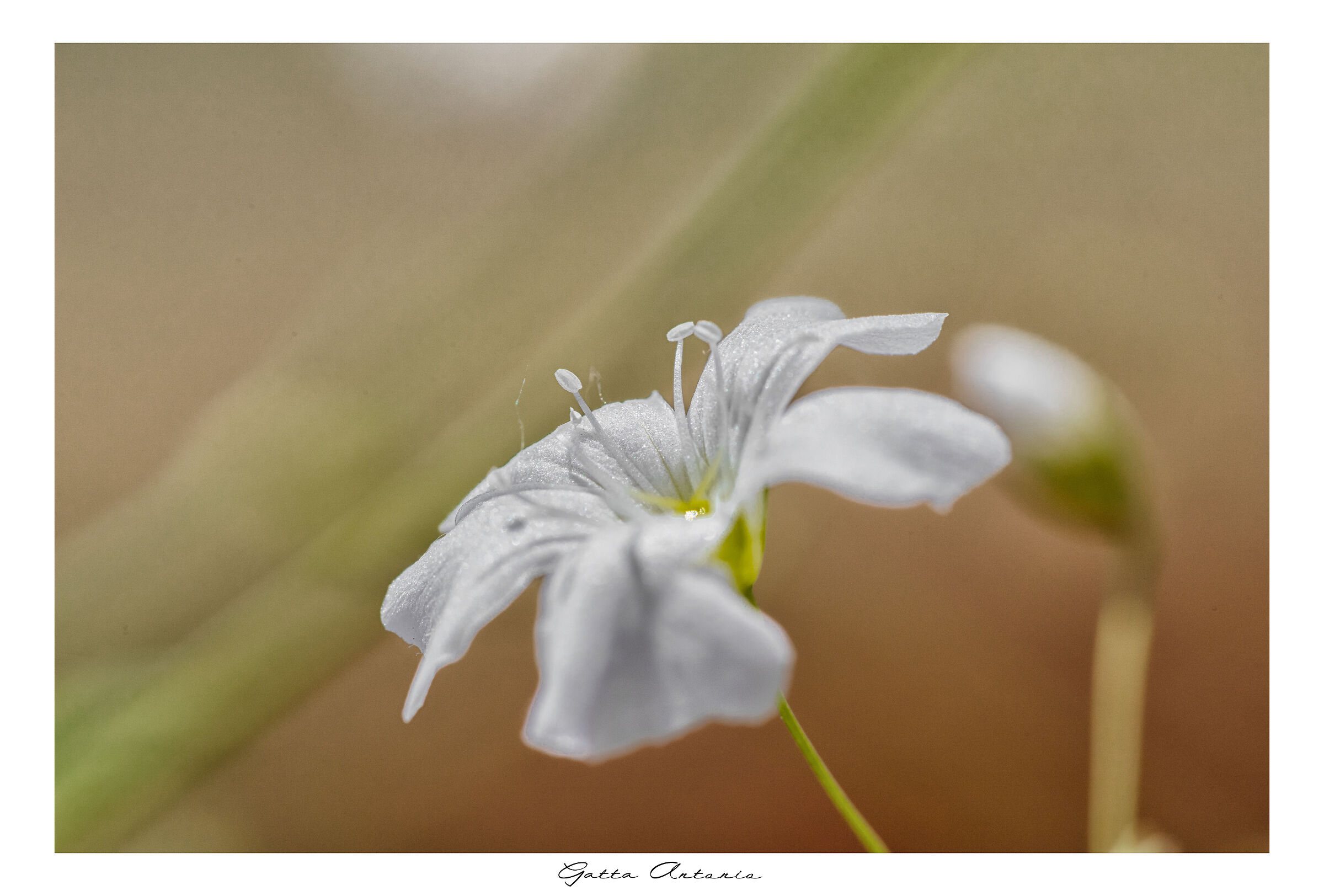 The flora!
