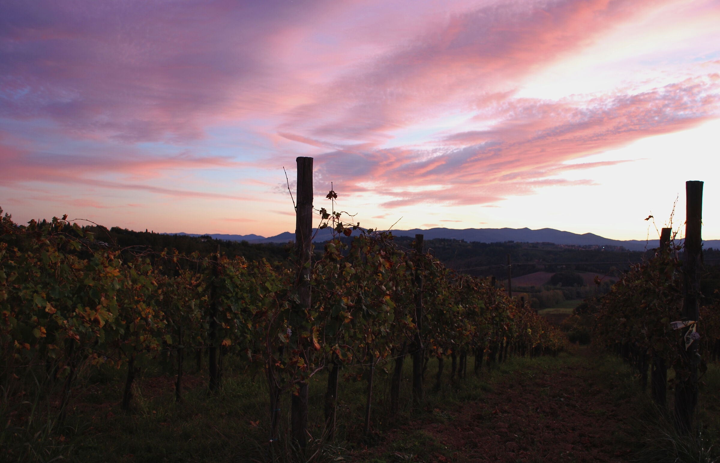 The vineyards and pink sky