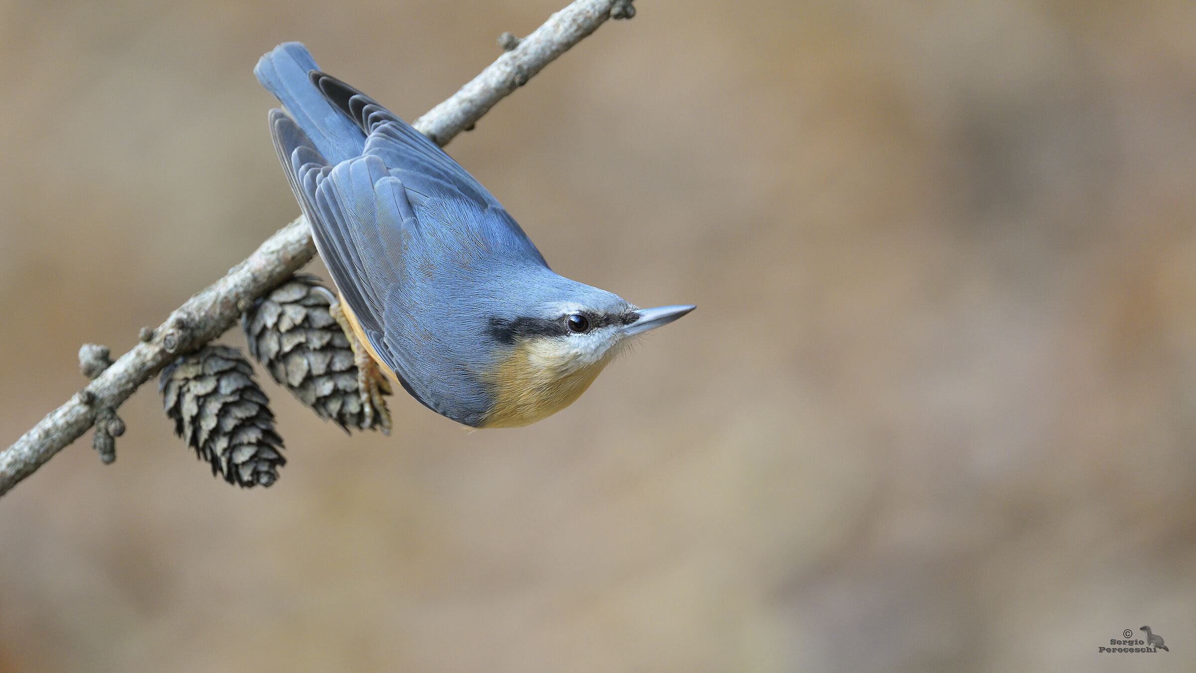 Wood nuthatch