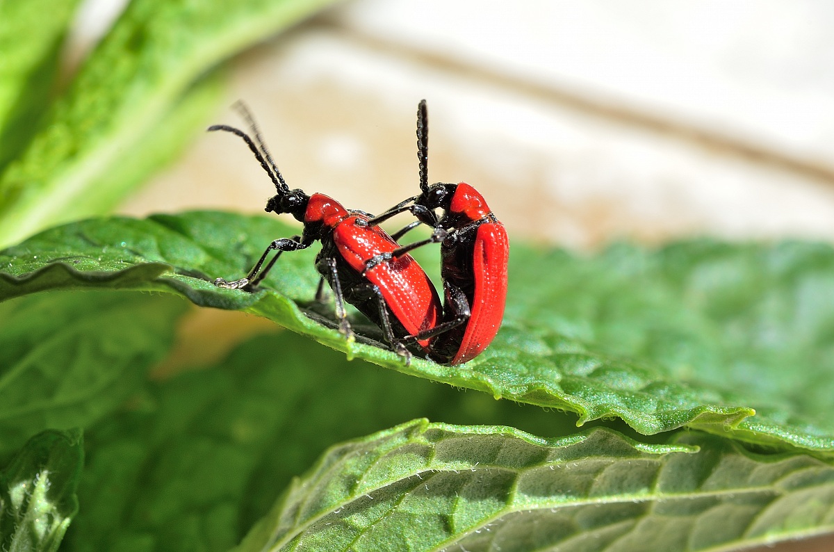 La natura si risveglia