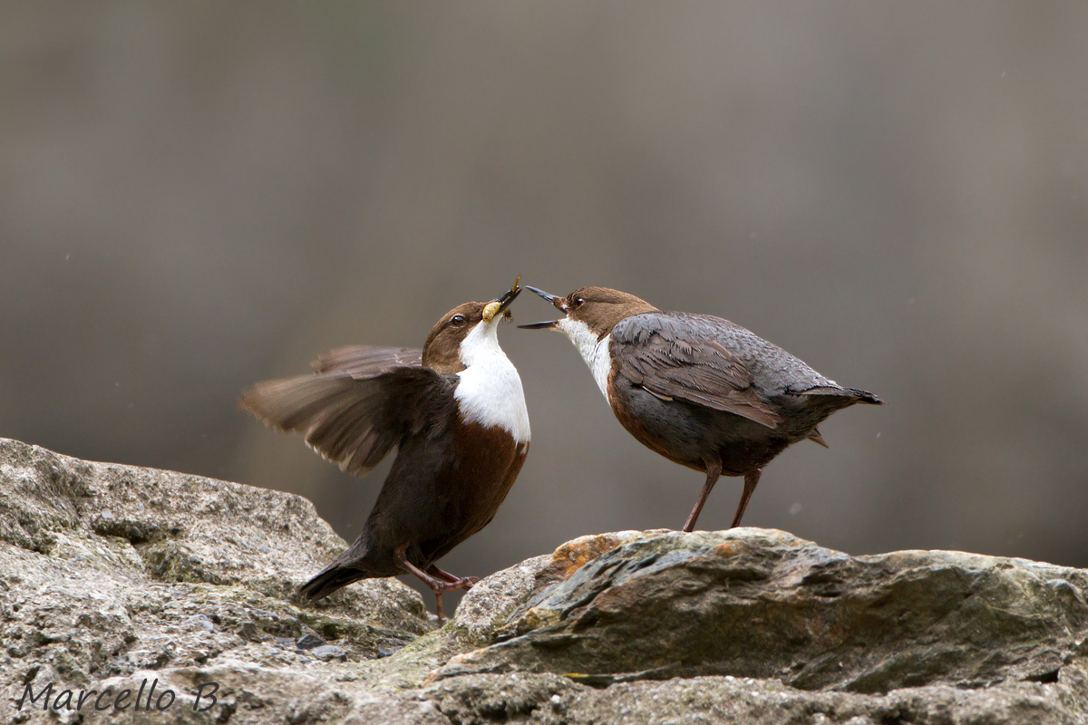 Merlo Acquaiolo - Alpi Apuane .