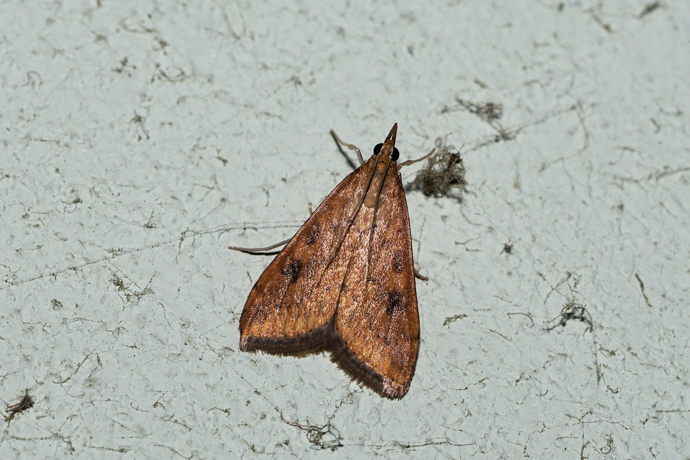 Farfallina della dispensa