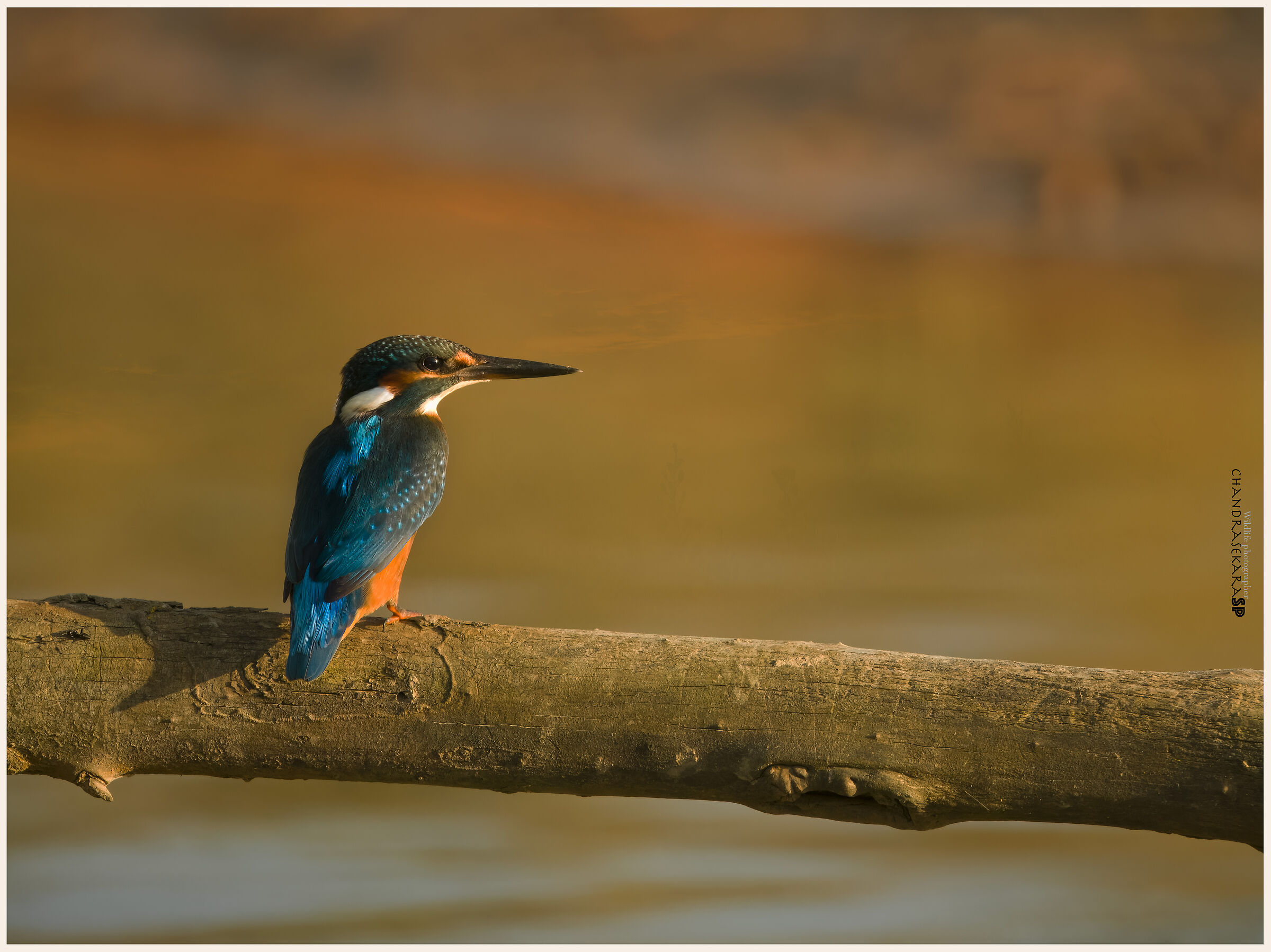 Kingfisher