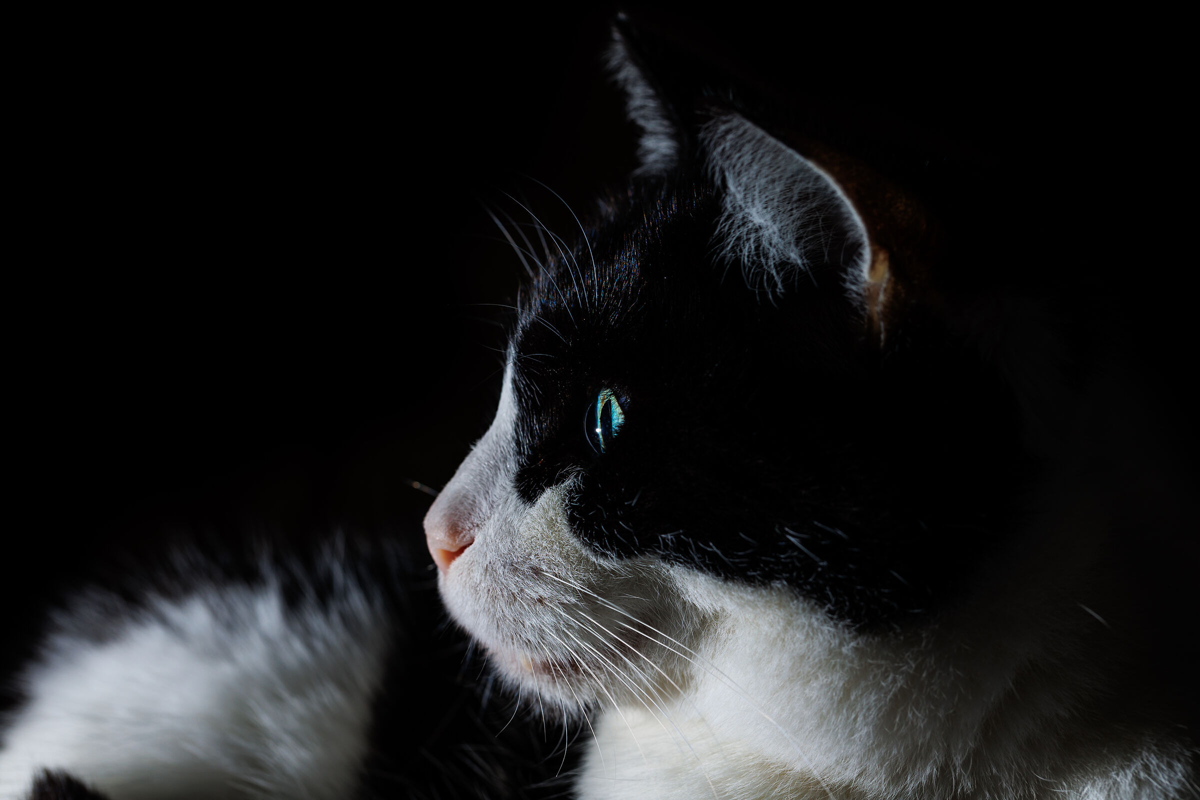 Portrait of Bazzetta