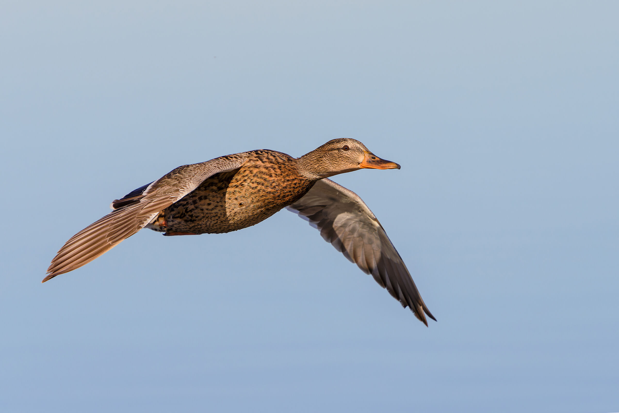 Mallard