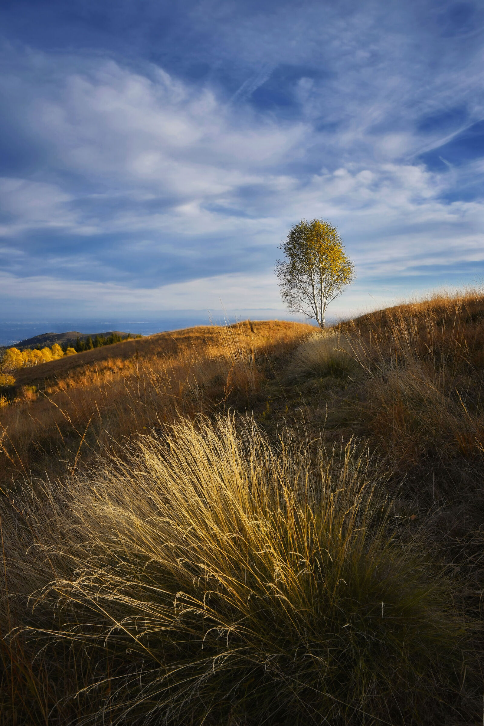 Autumn dream