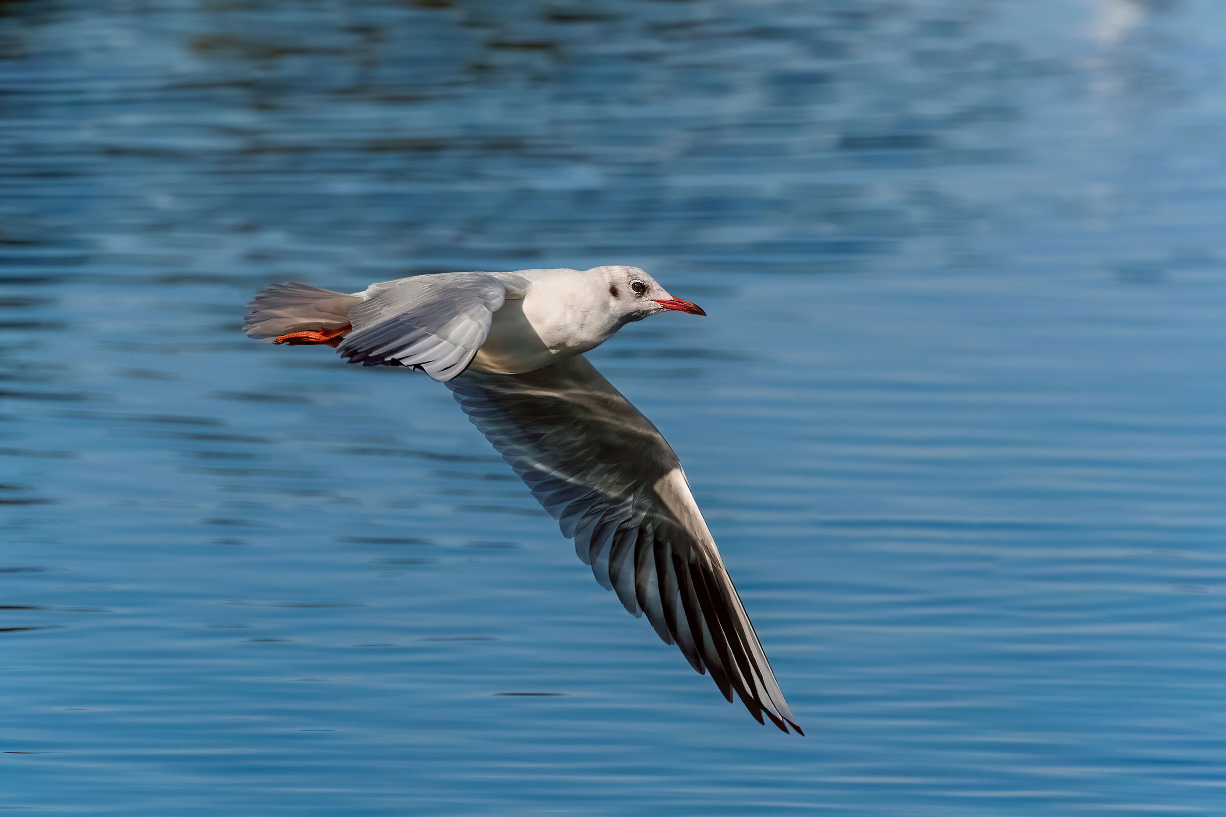 Gull