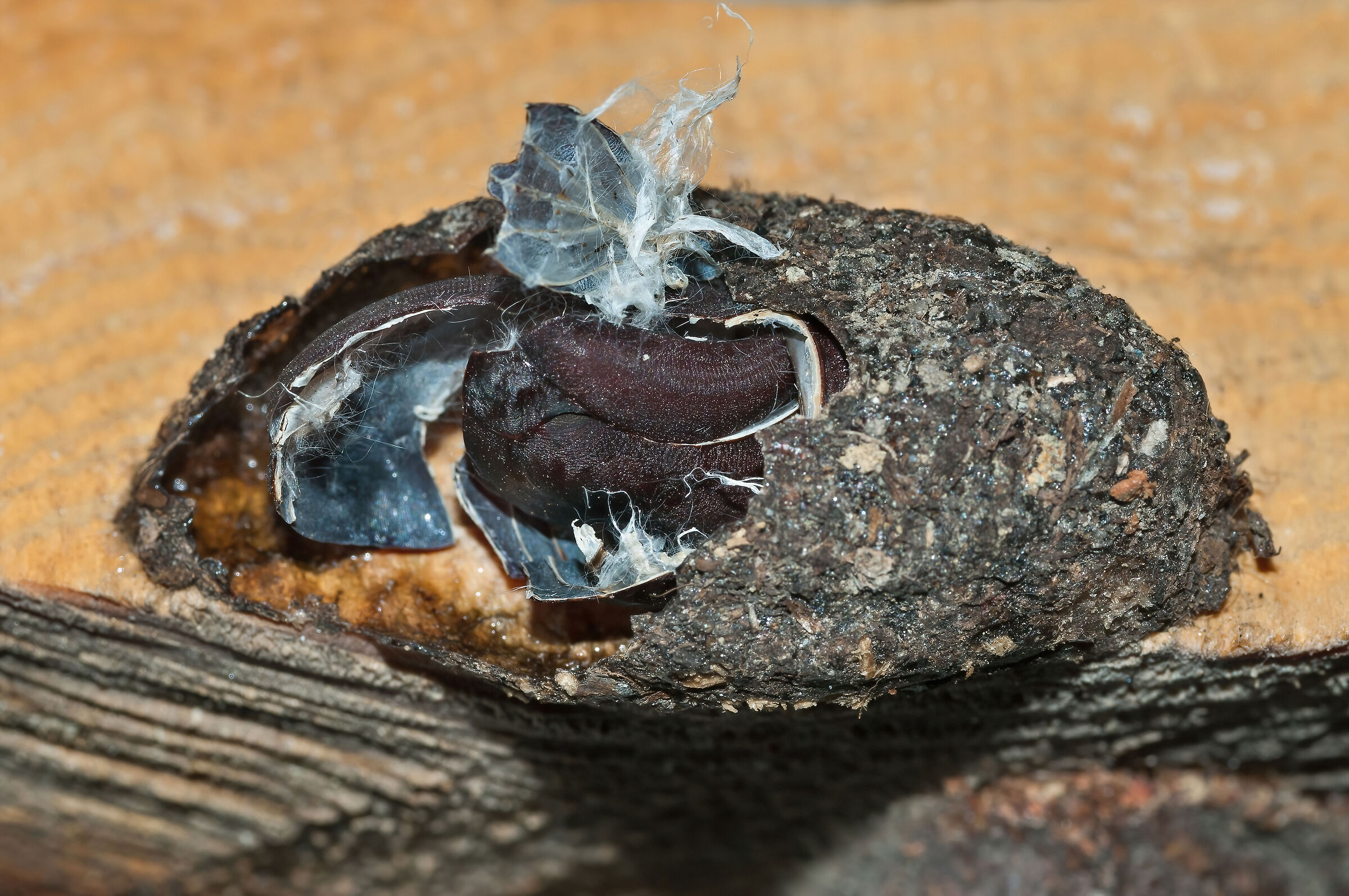 bozzolo aperto di Arpia (Cerura vinula)