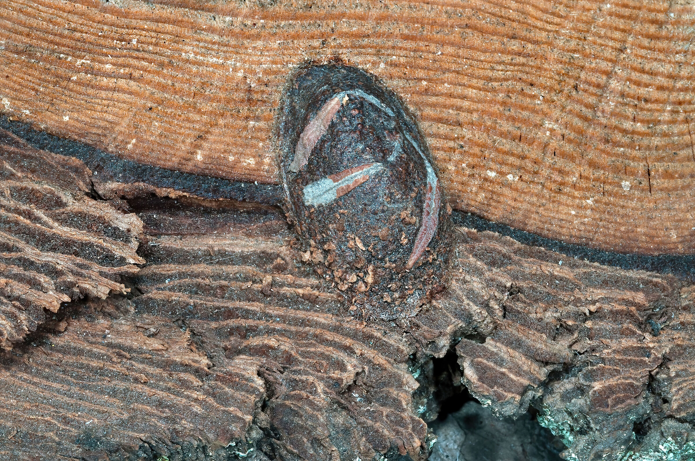 bozzolo di Arpia (Cerura vinula)