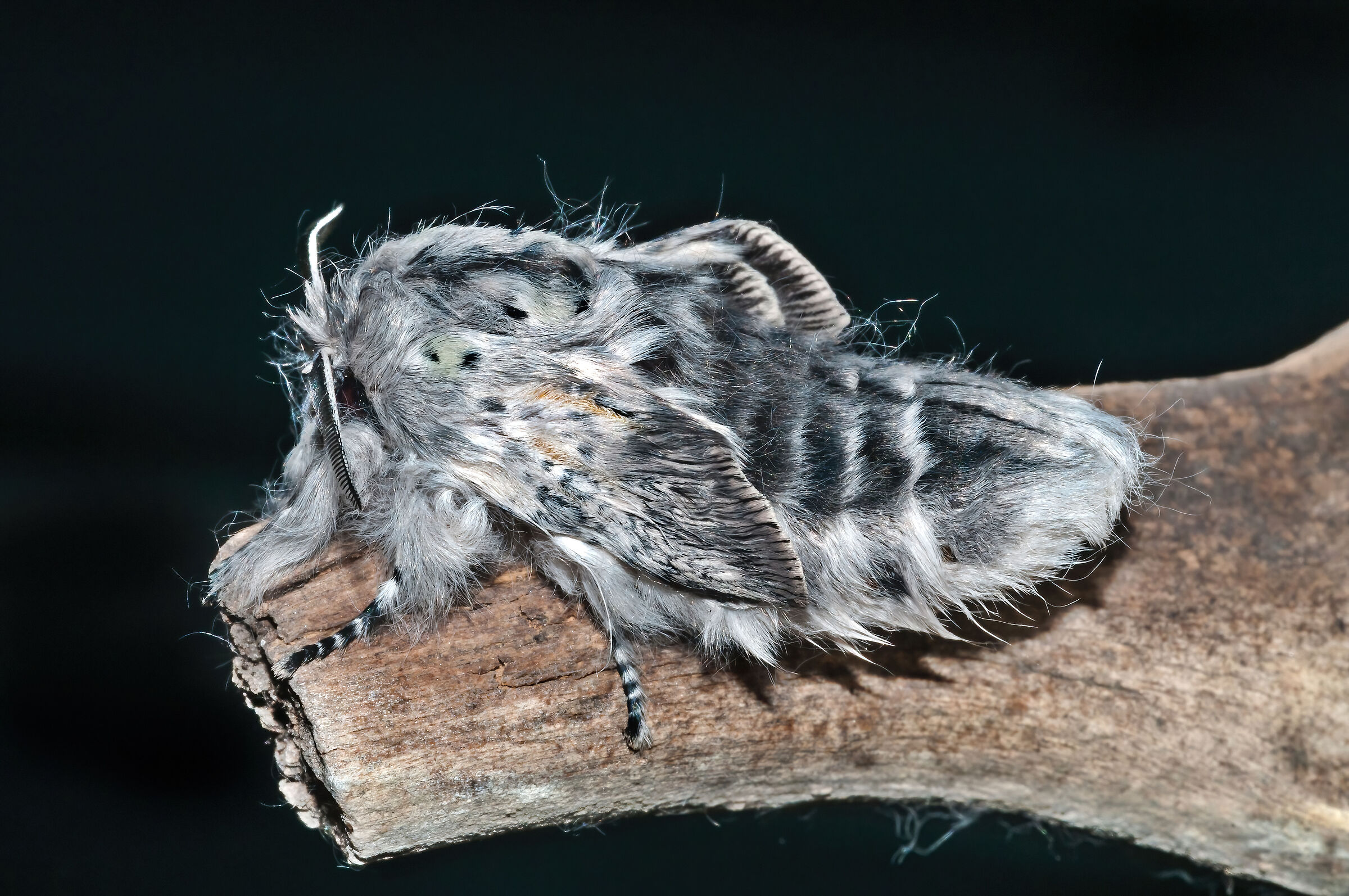 Arpia (Cerura vinula)