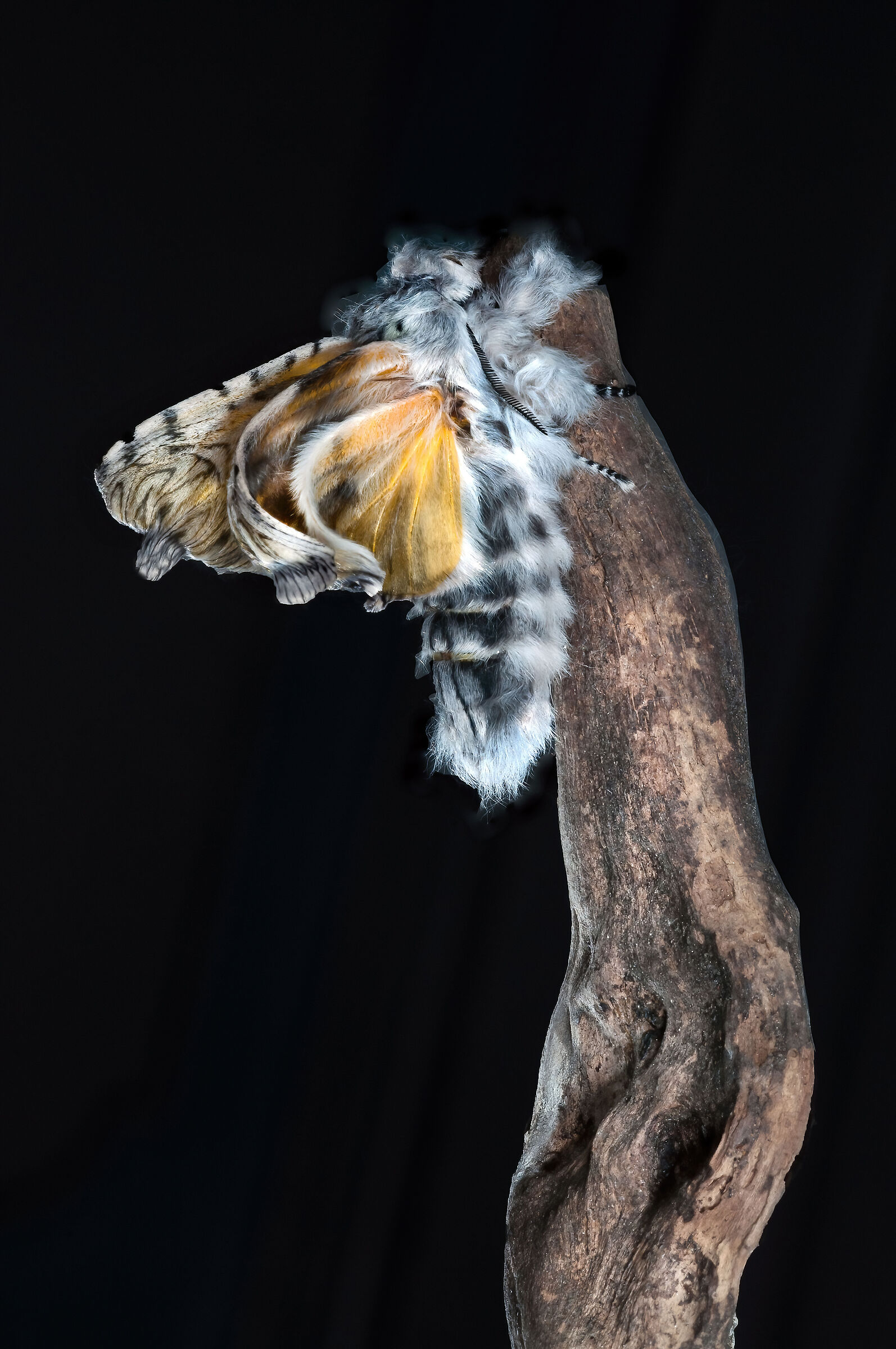 Arpia (Cerura vinula)