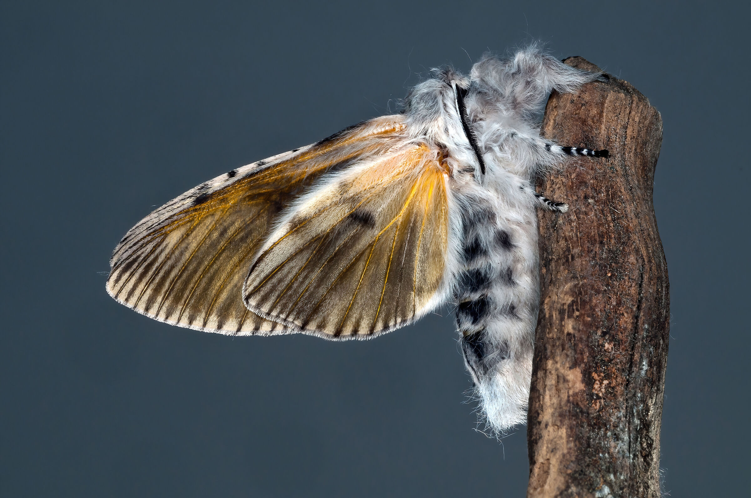 Arpia (Cerura vinula)