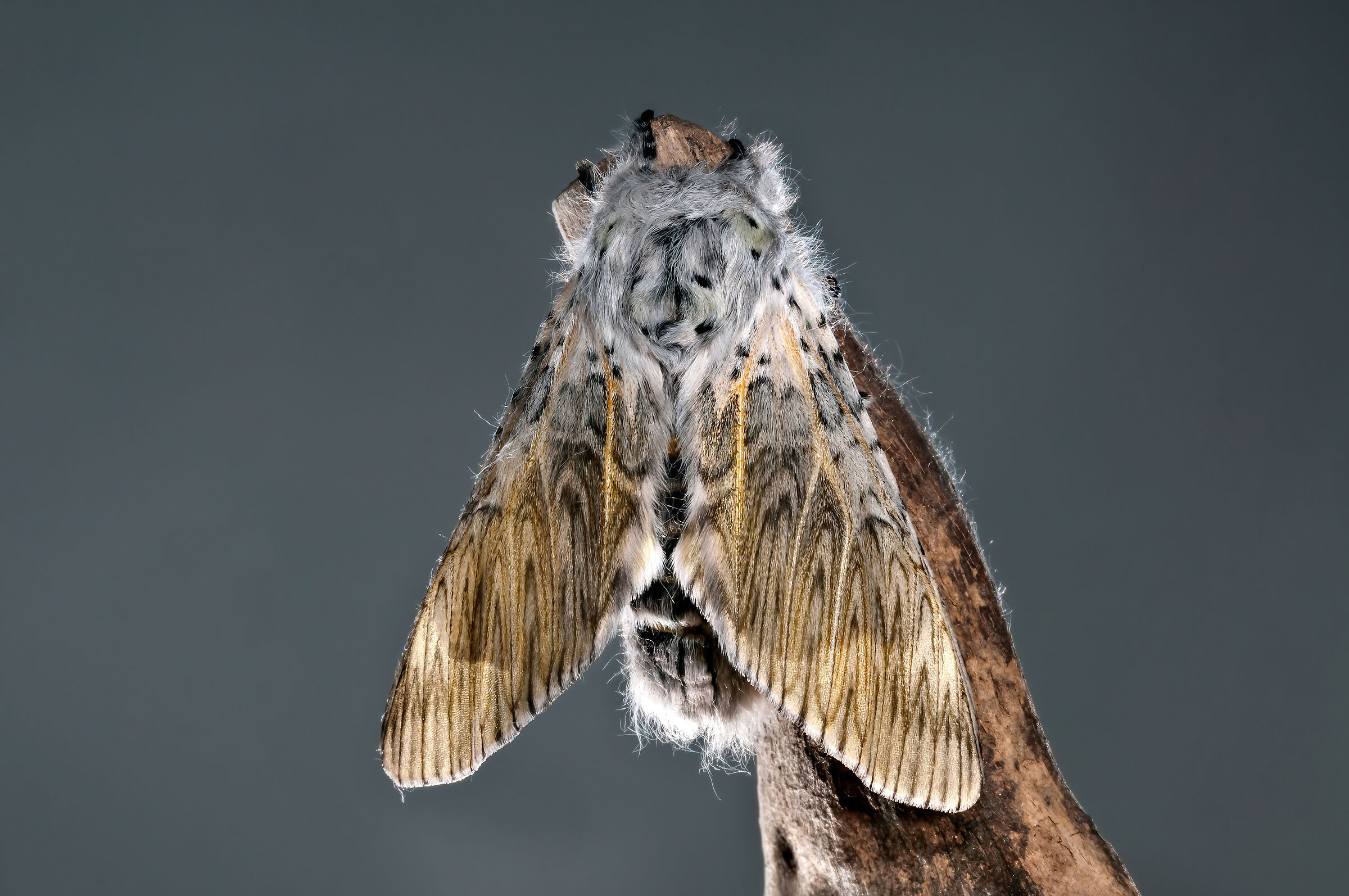 Arpia (Cerura vinula)