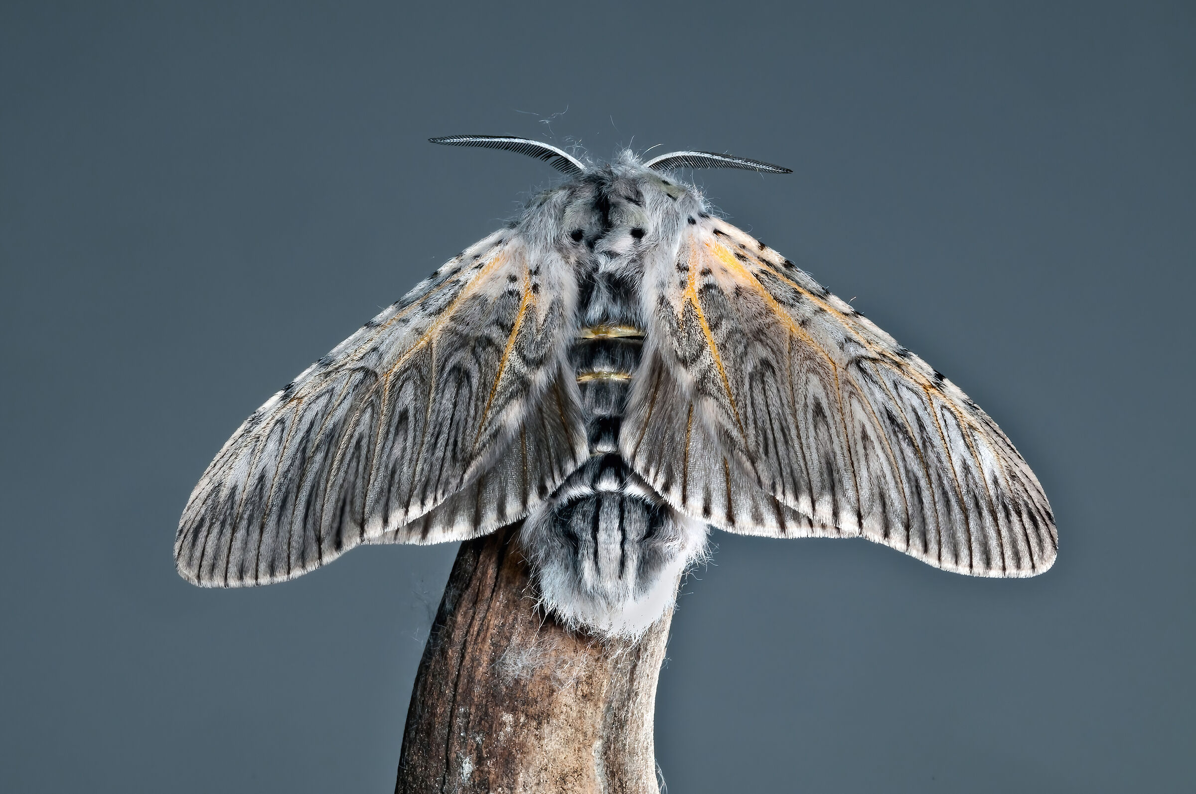 Arpia (Cerura vinula)