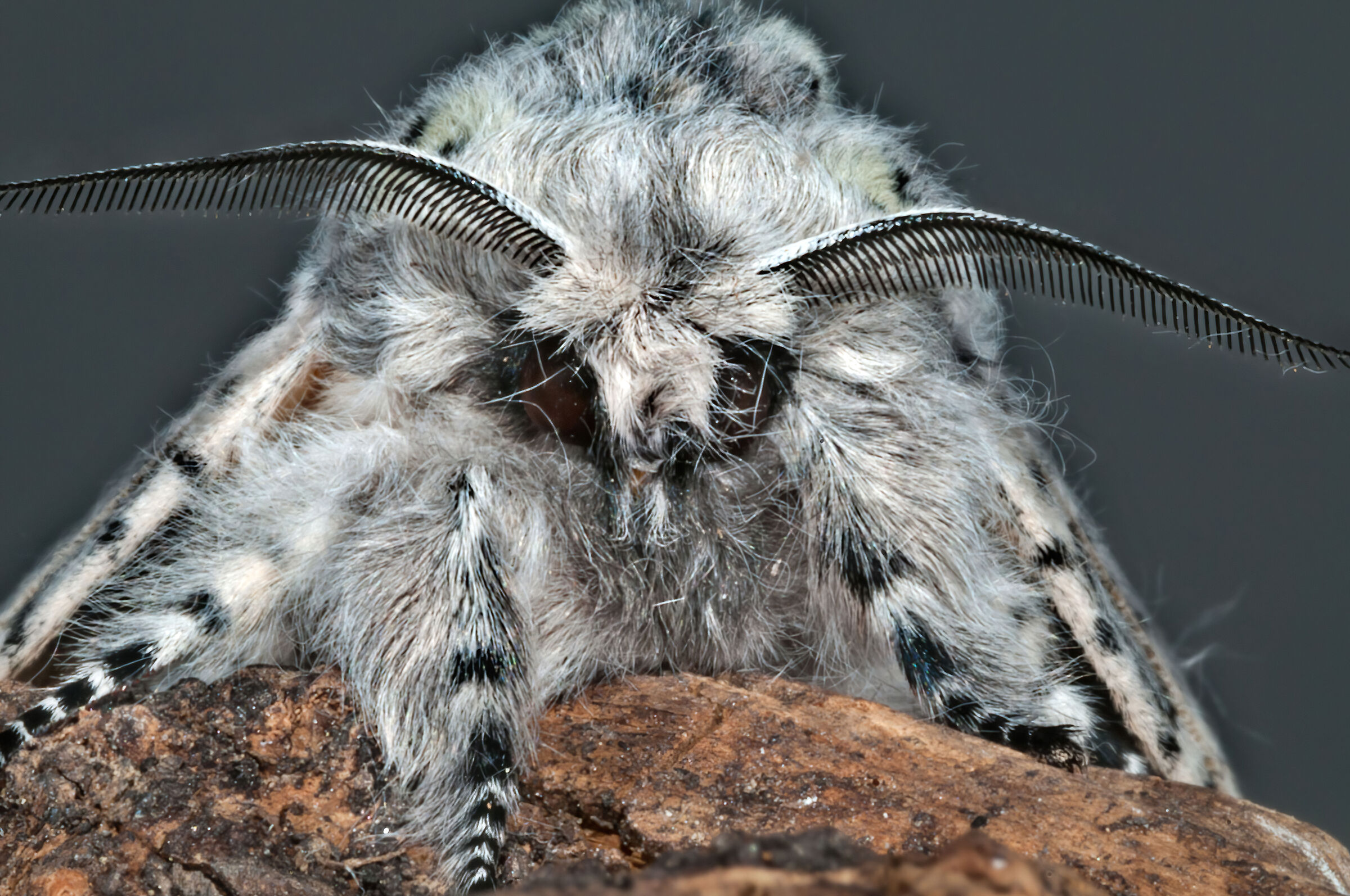 Arpia (Cerura vinula)