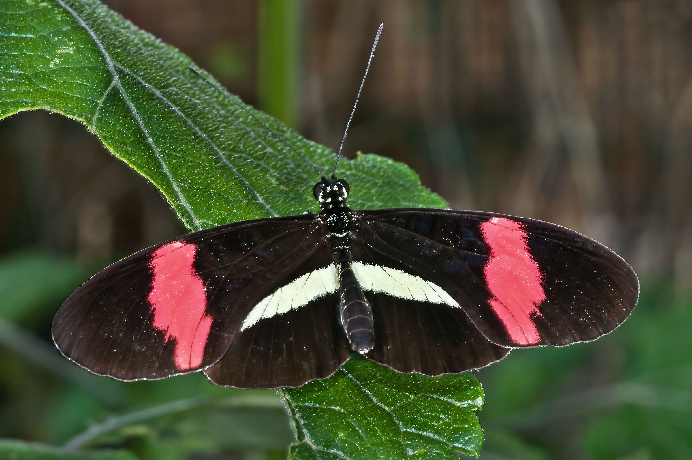 Heliconius erato