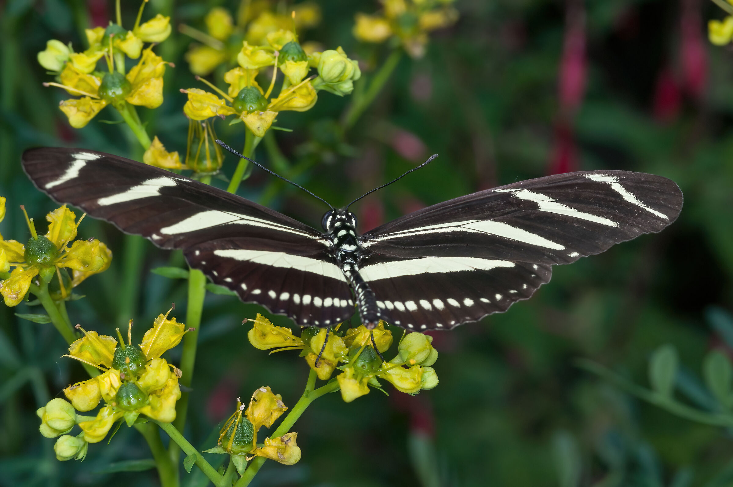 Heliconius charitonius