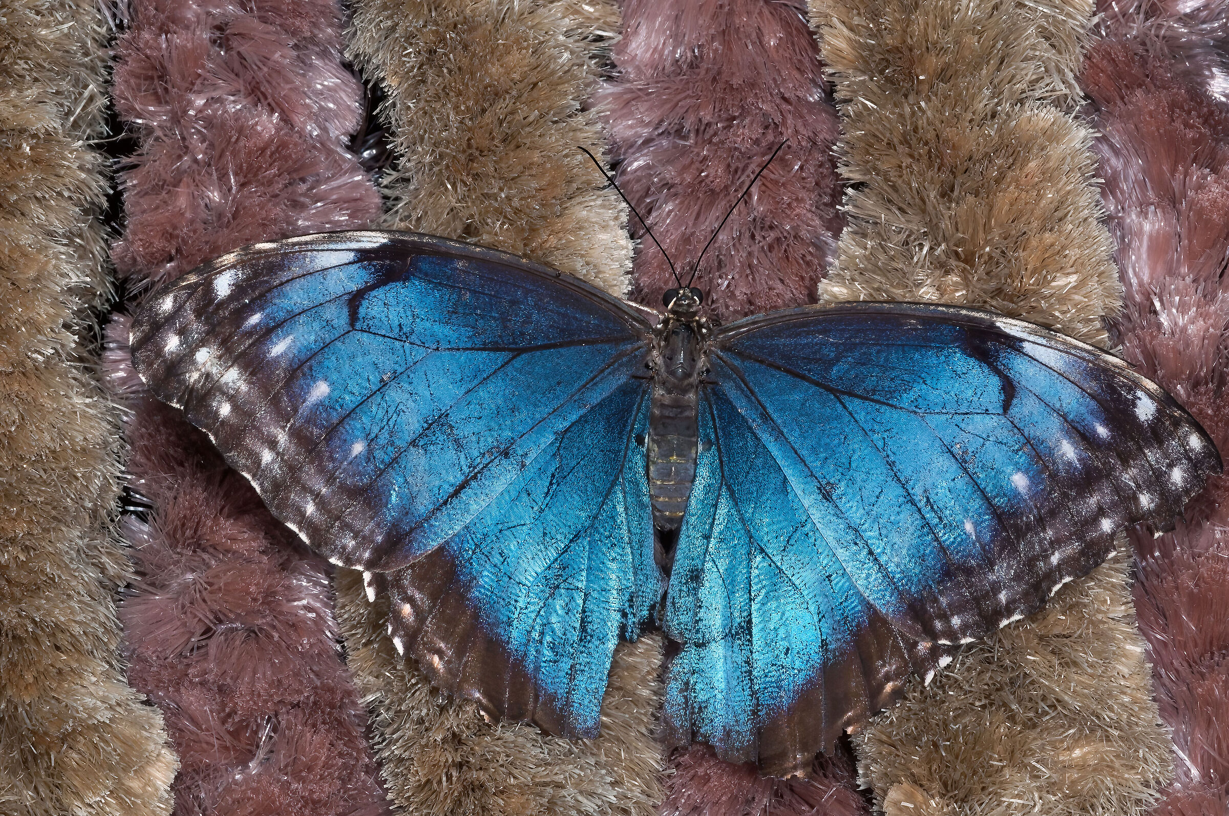 Morpho peleides