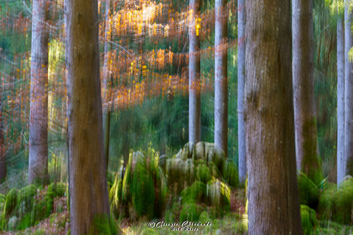 Il bosco delle fiabe (Cansiglio)