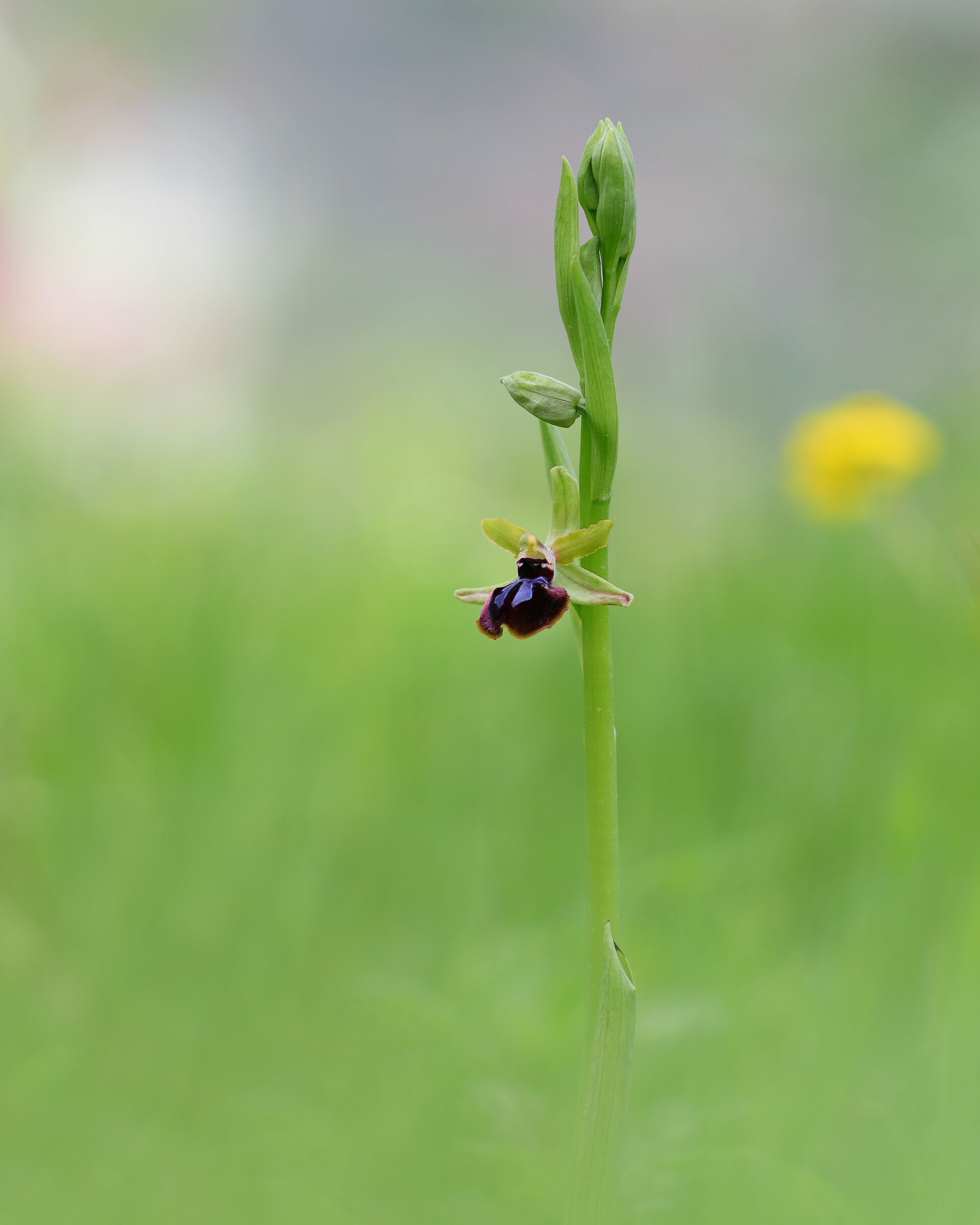 Ophrys passionis