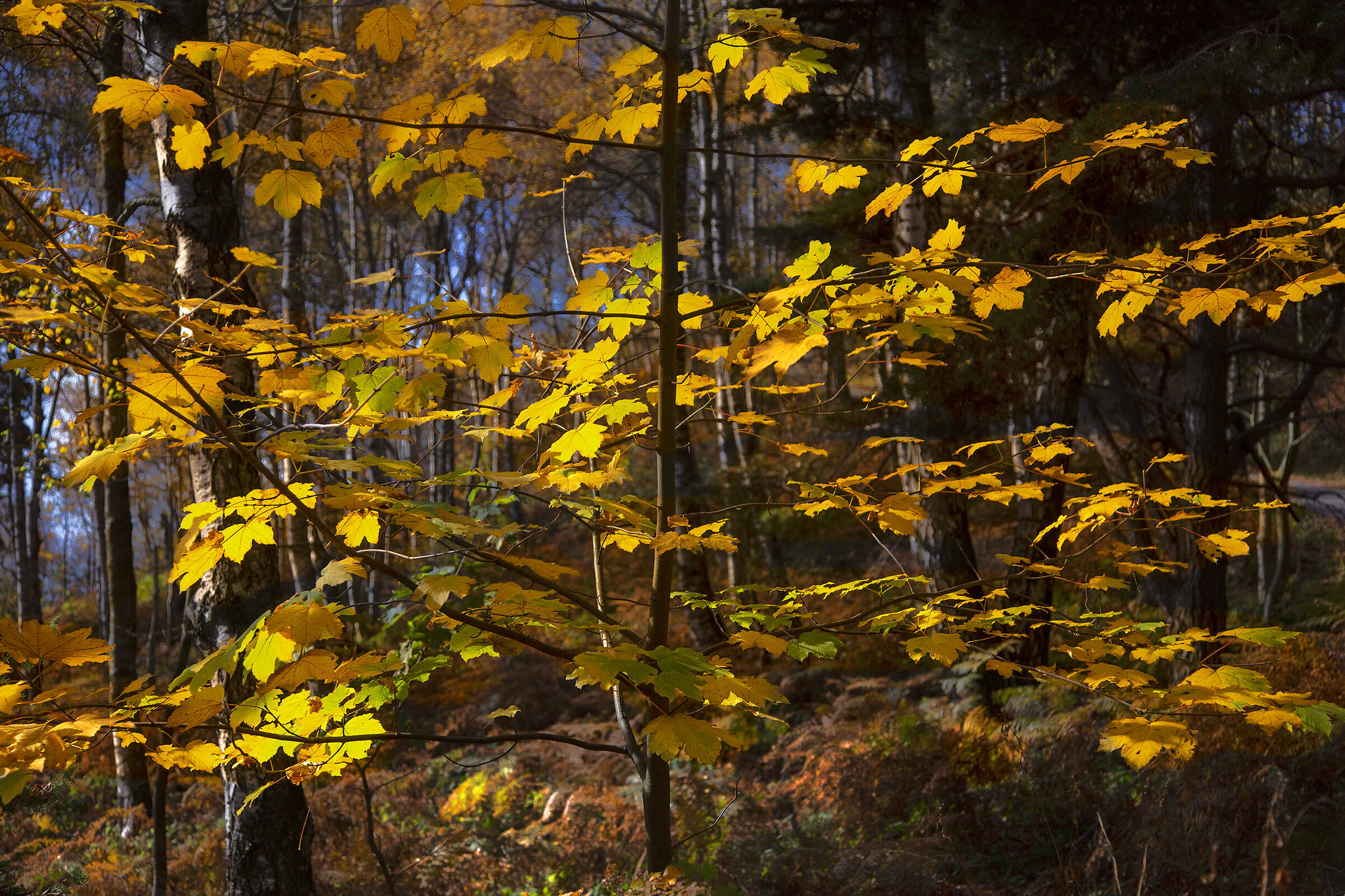 In the woods
