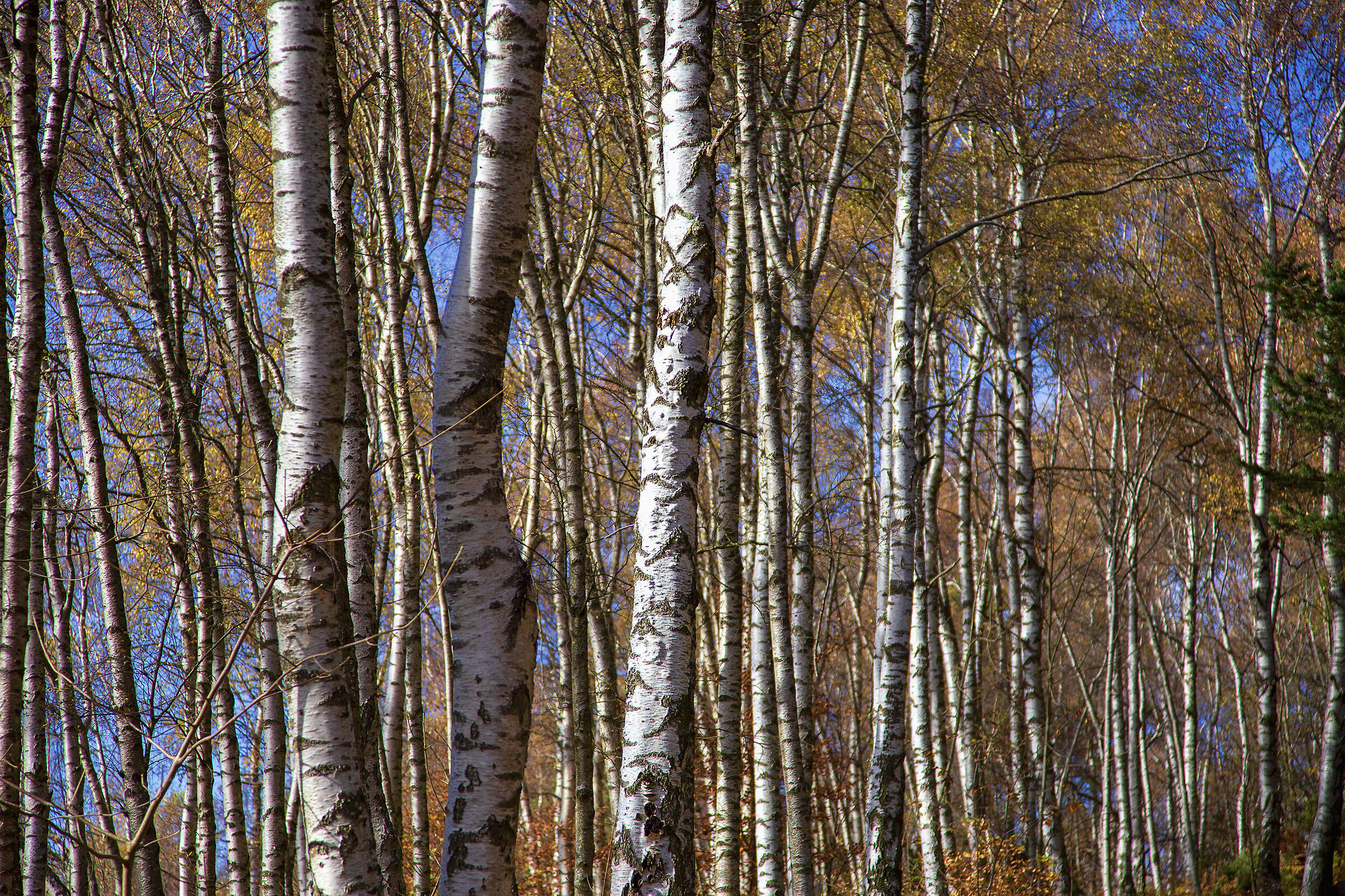 Birches
