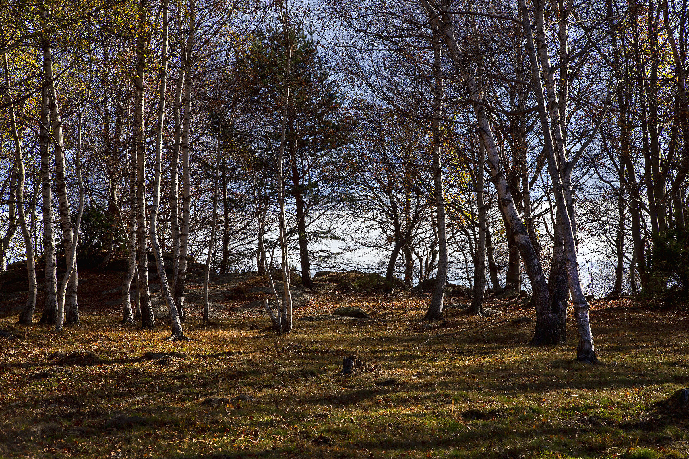In the woods 2
