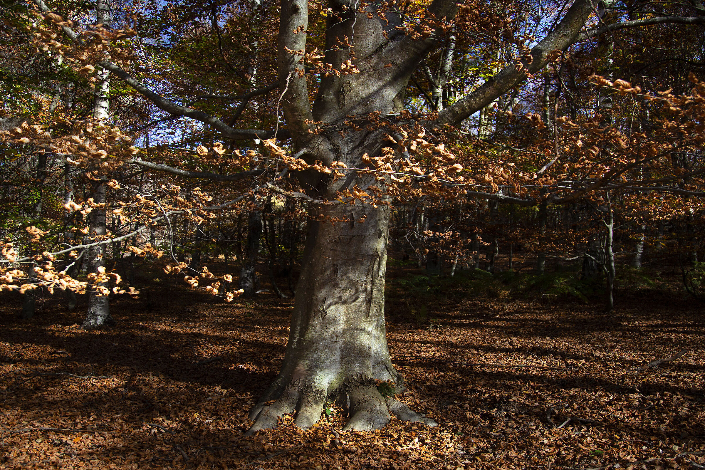 In the woods 4