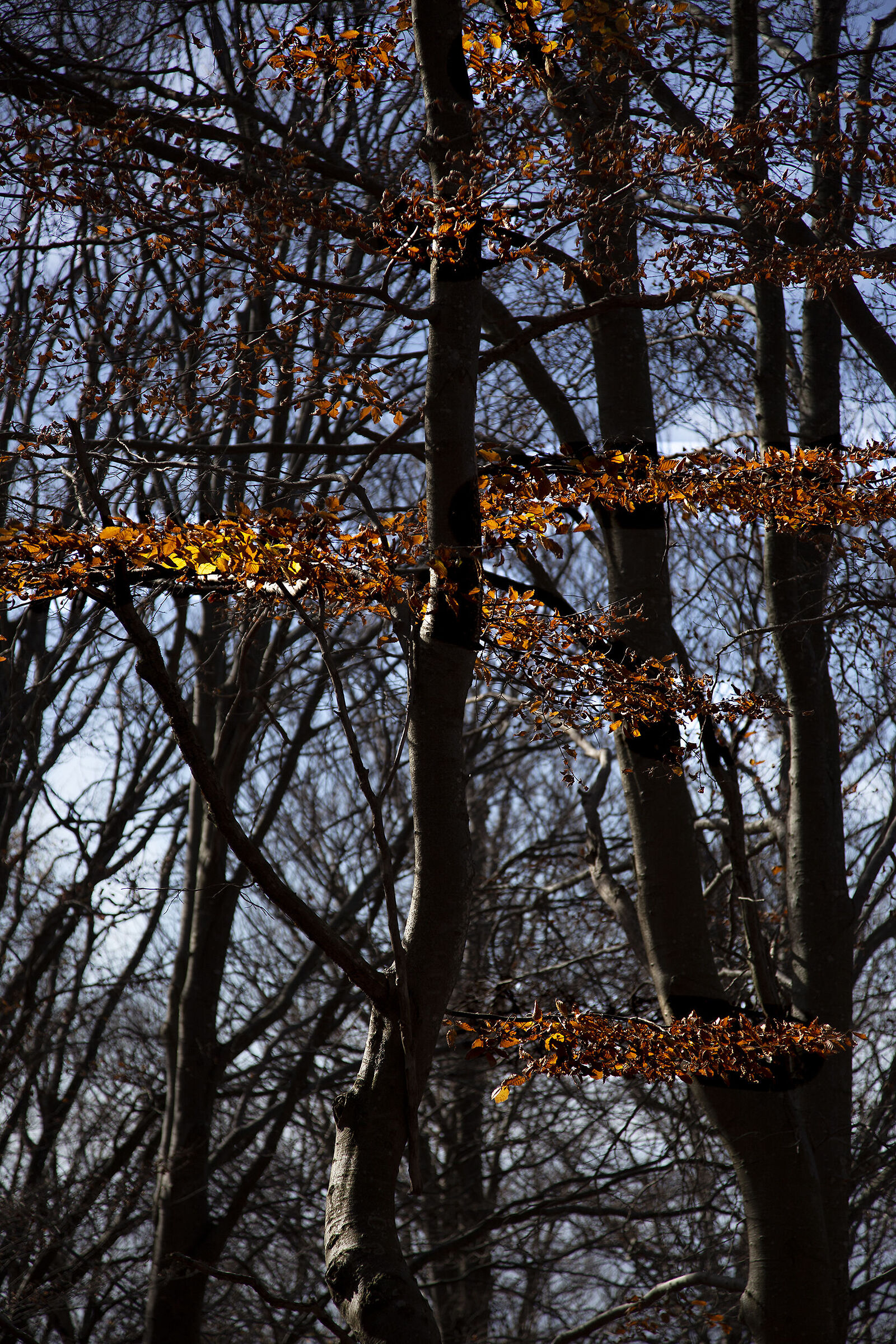 In the woods 5