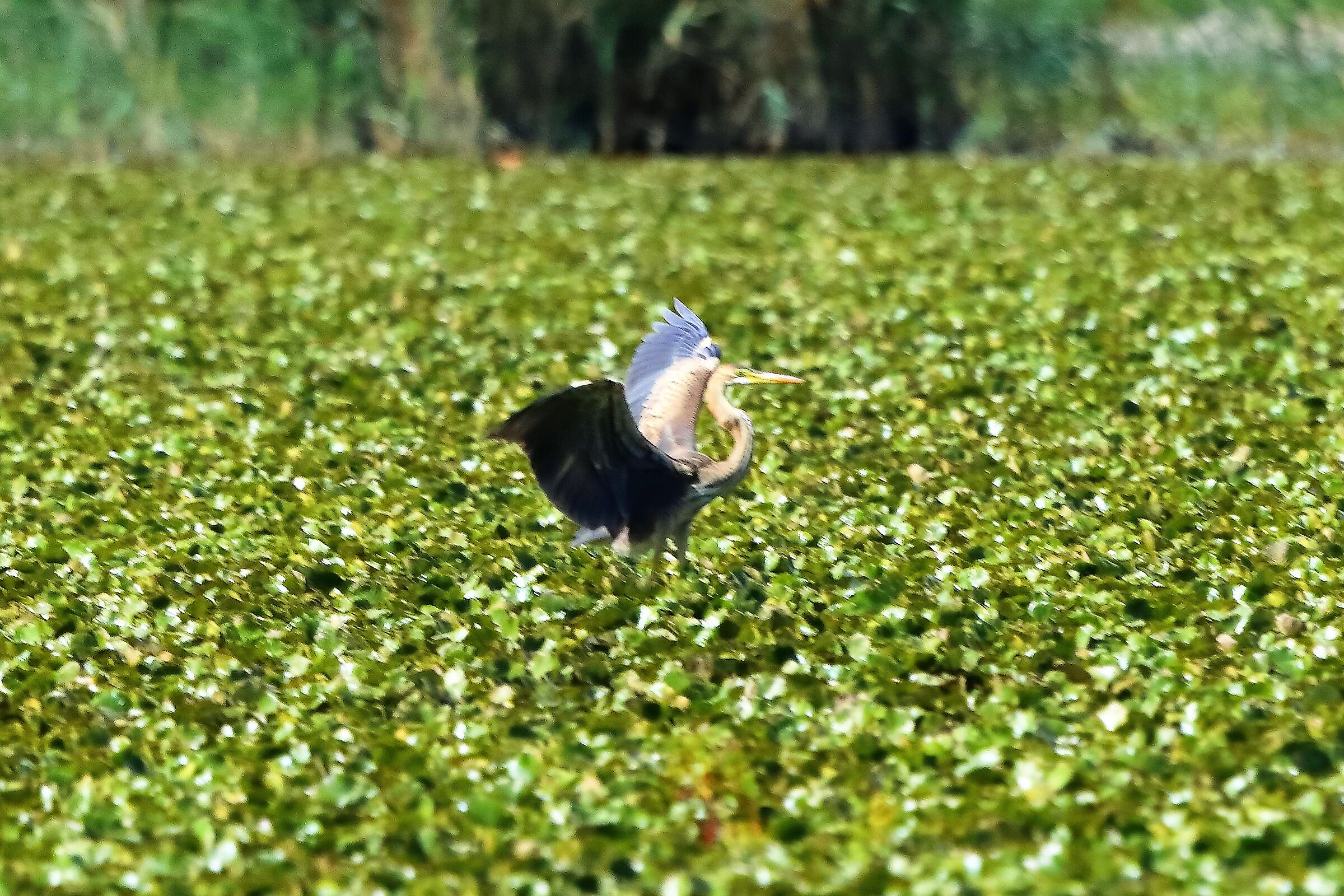 airone rosso 19-08-2022
